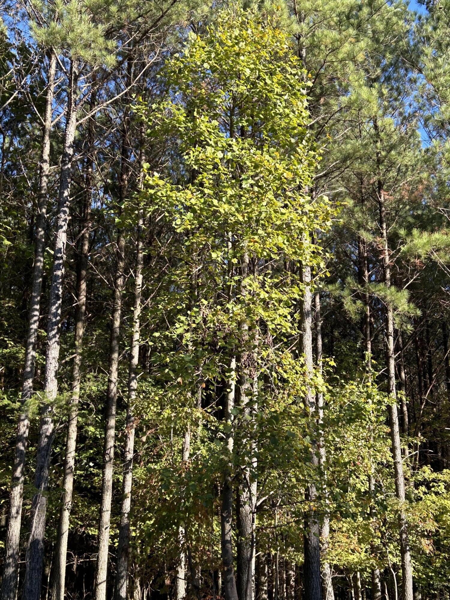 2035 Crockett Point Property Photo 5