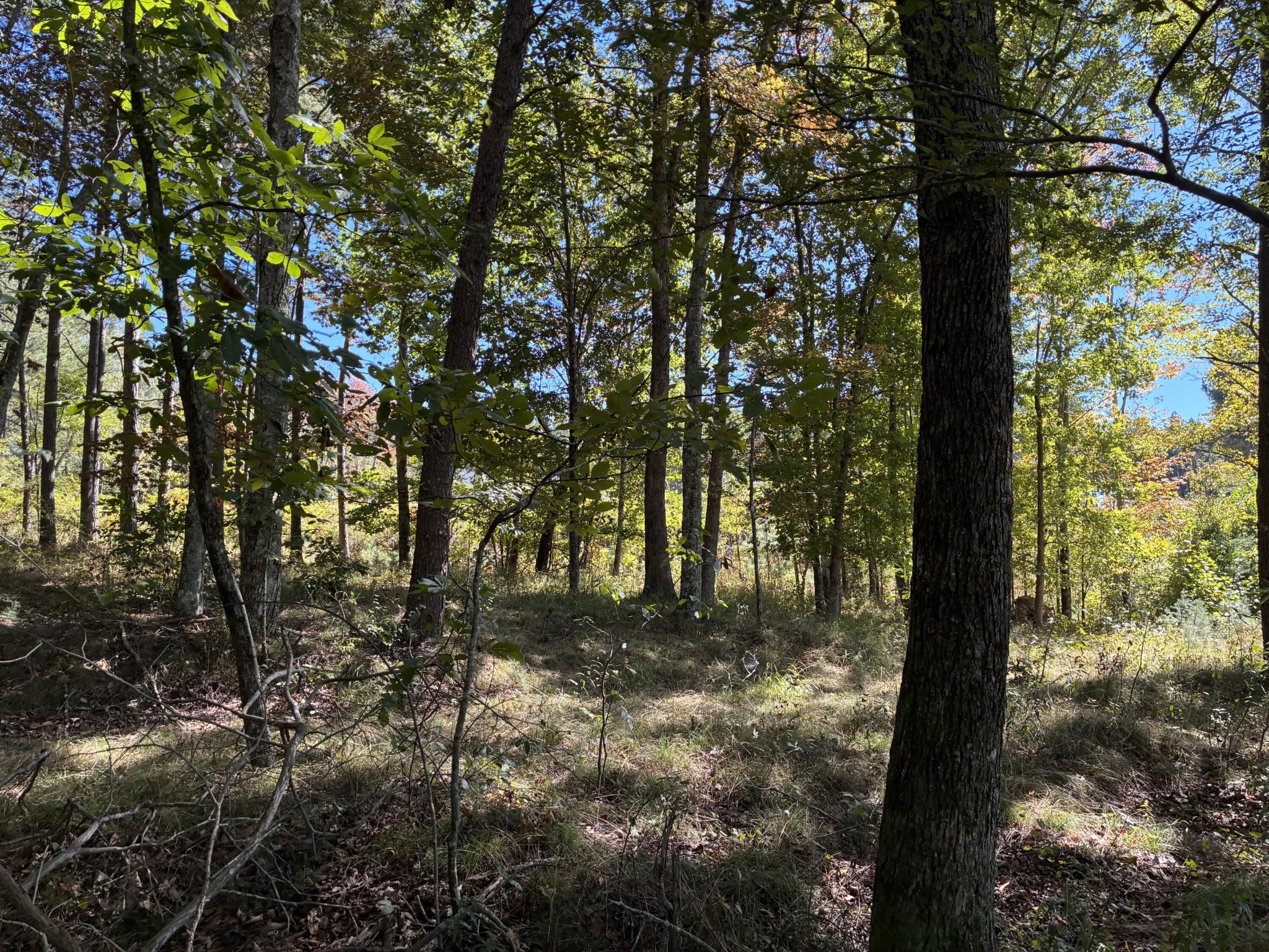 4093 Raulston Falls Road Property Photo 10