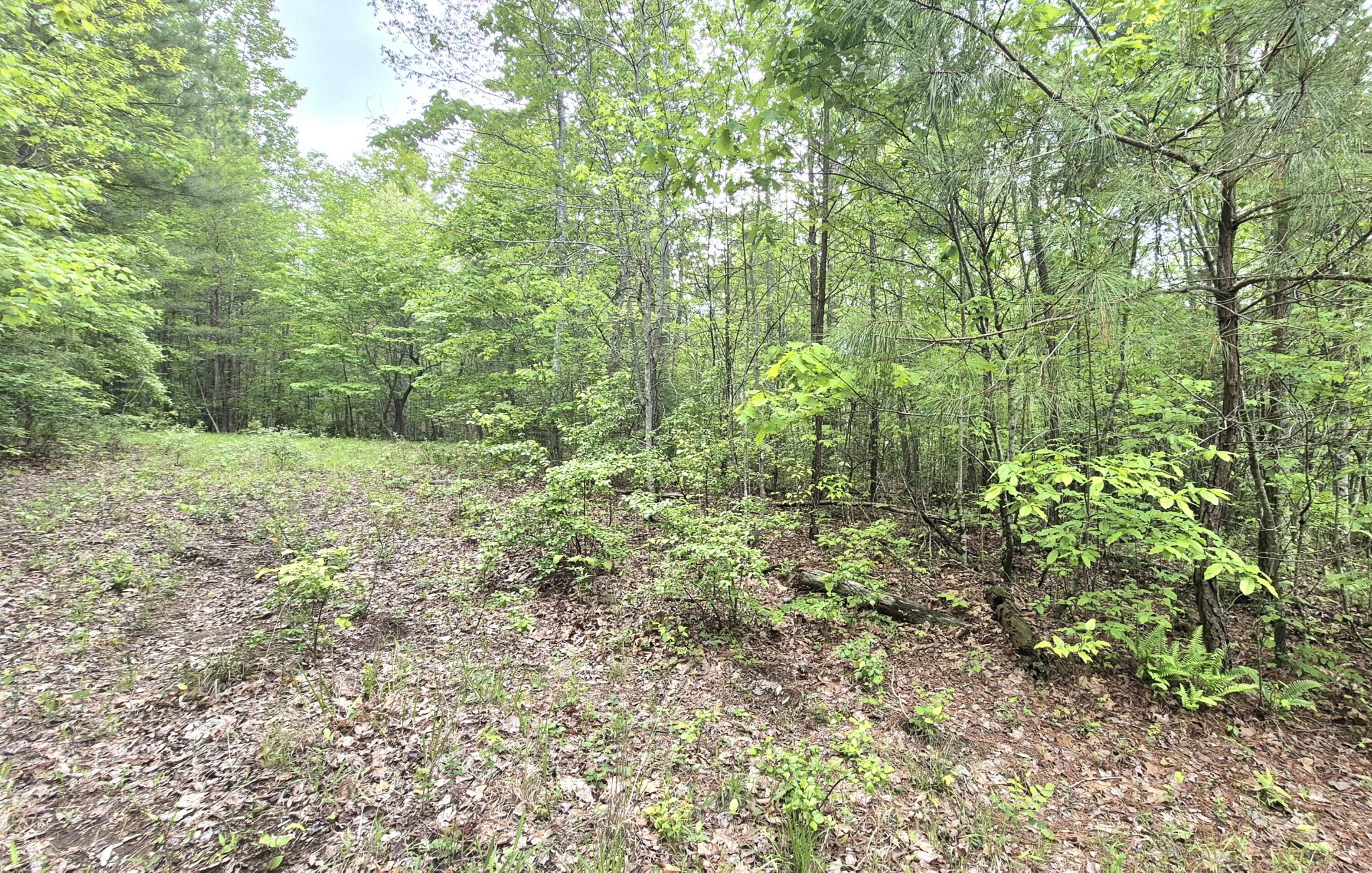 6070 Raulston Falls Road Property Photo 3