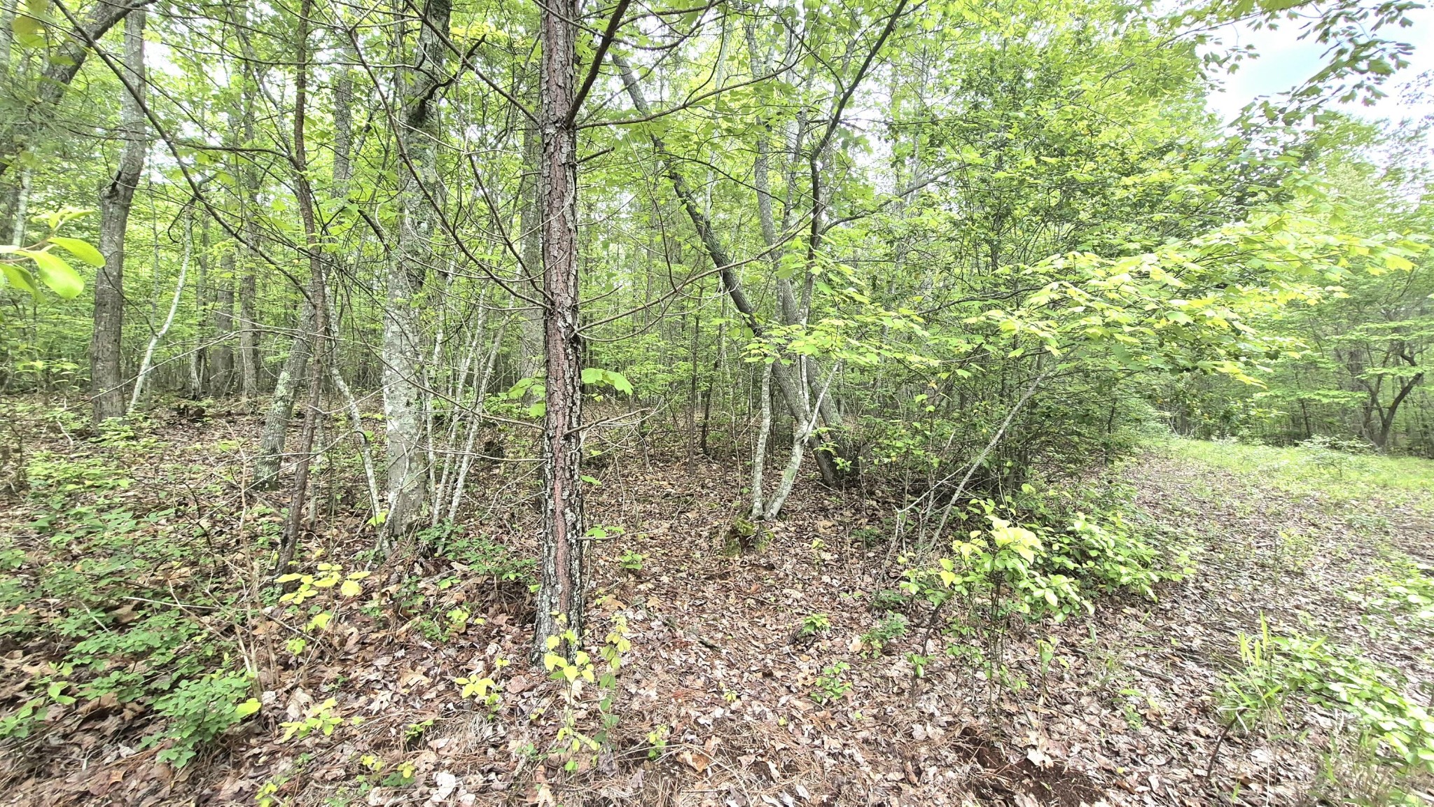 6070 Raulston Falls Road Property Photo 5