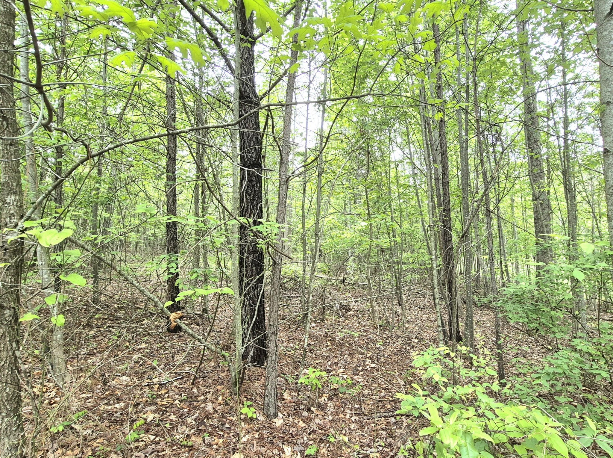 6070 Raulston Falls Road Property Photo 8