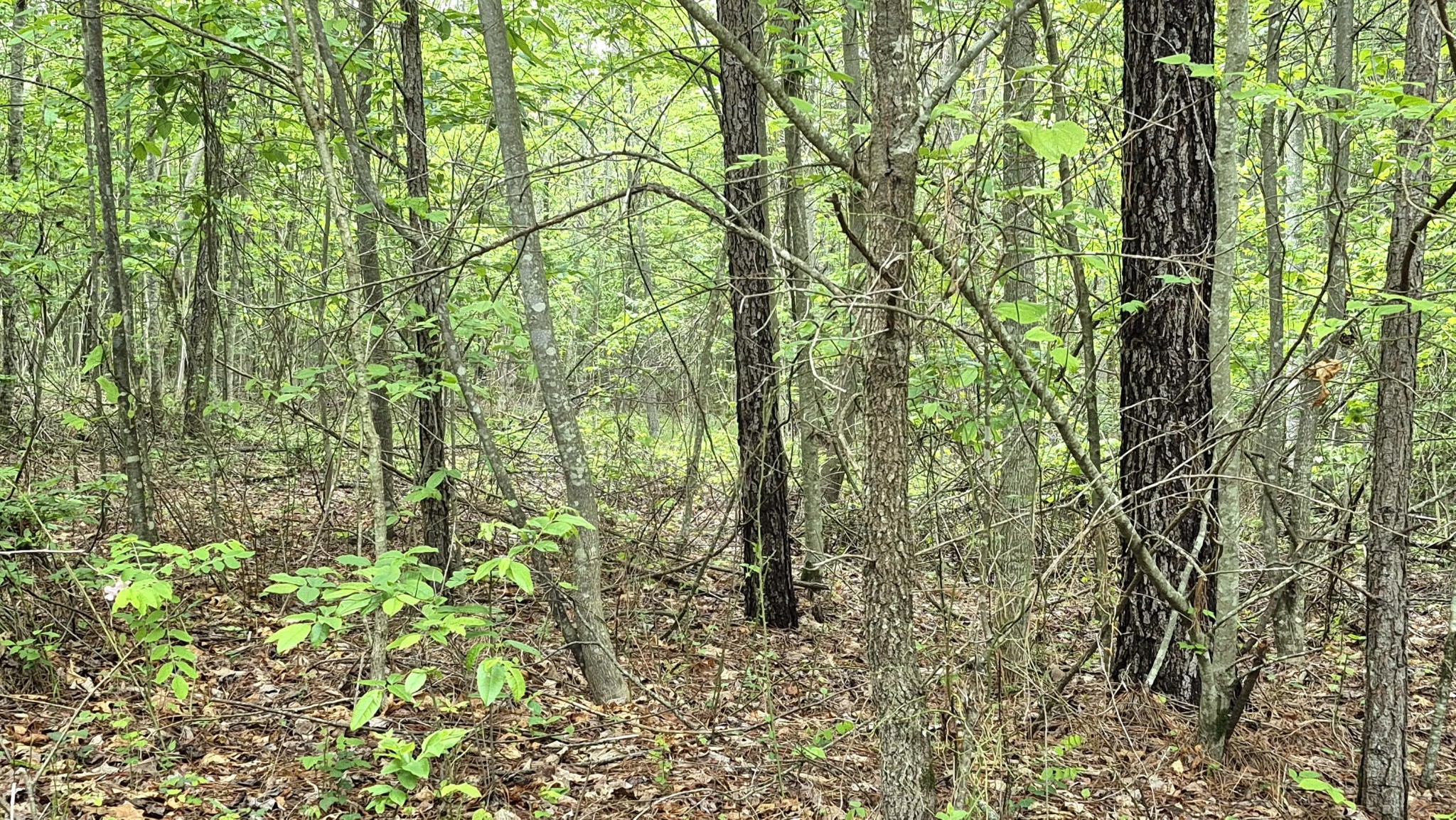 6070 Raulston Falls Road Property Photo 9