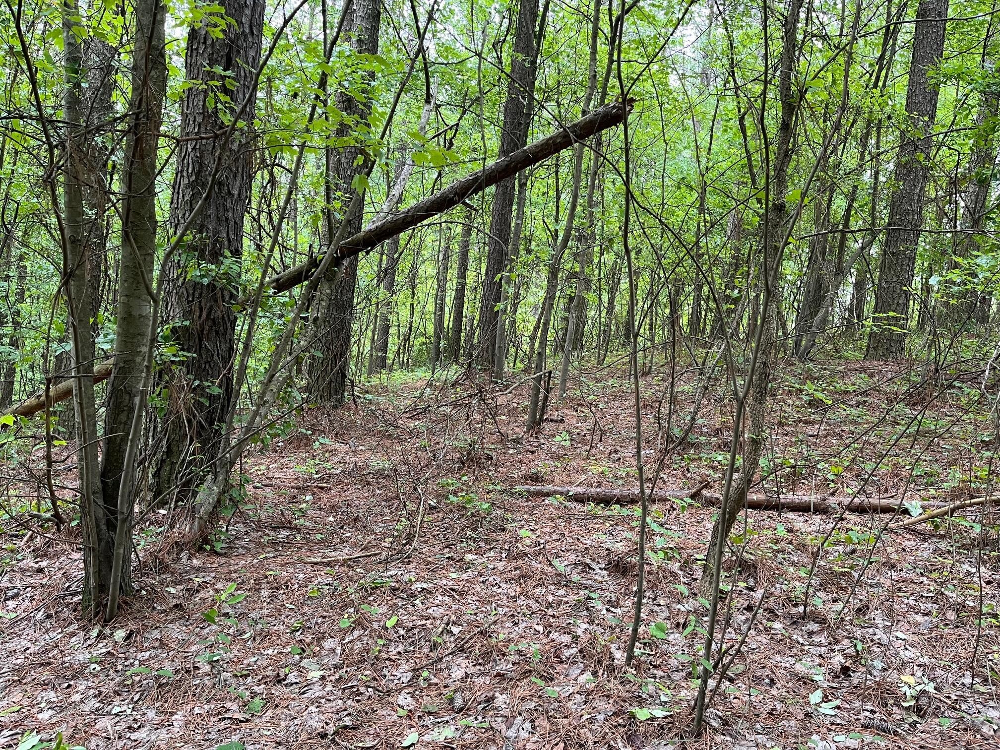 3715 Split Rail Way Property Photo 32