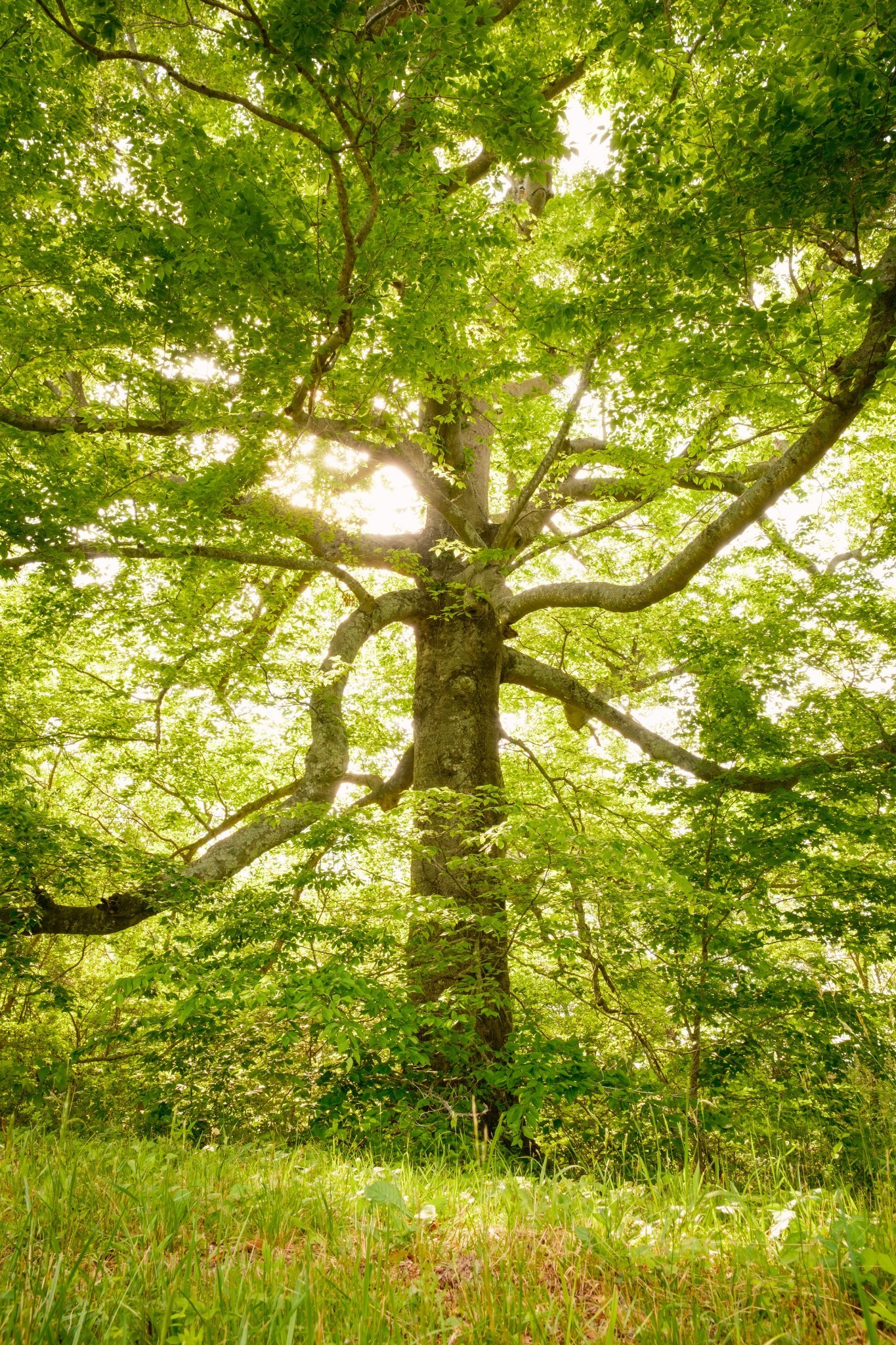 5620 Leipers Creek Rd Property Photo 73