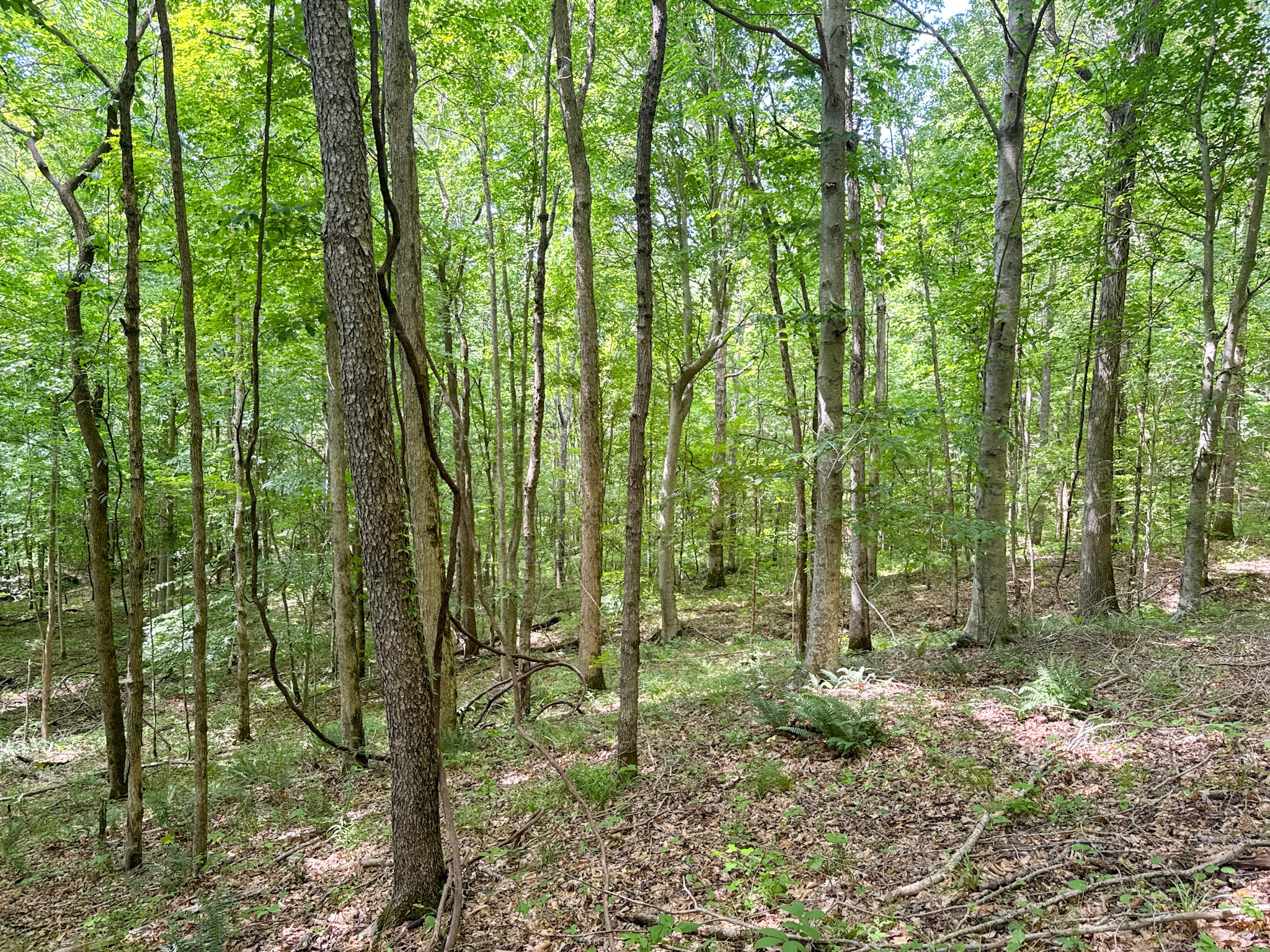 0 Highway 412 W Property Photo 42