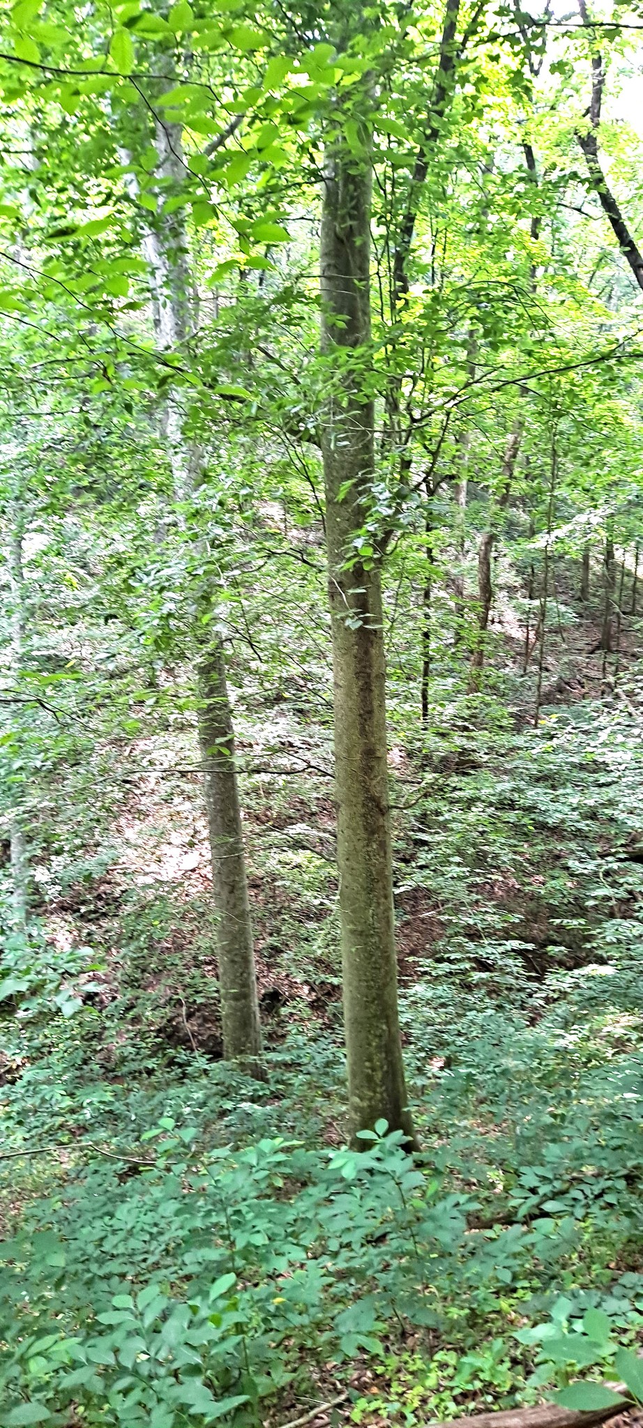 1027 Garland Hollow Rd Property Photo 25