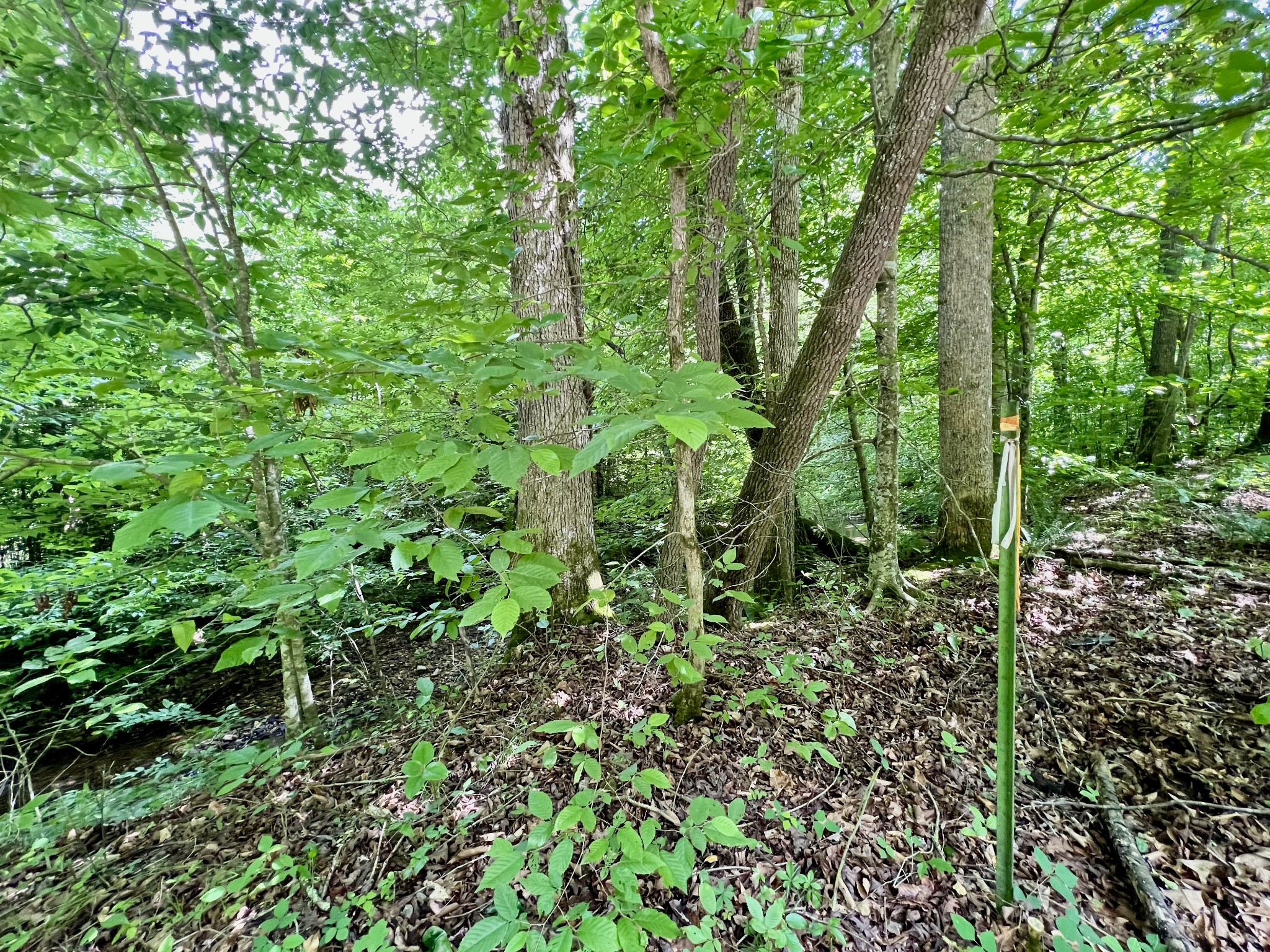 0 Powdermill Branch Rd Property Photo 41