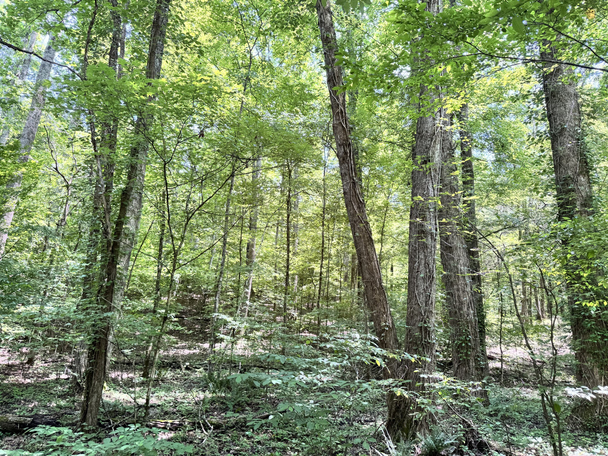 0 Brush Creek Rd Property Photo 4