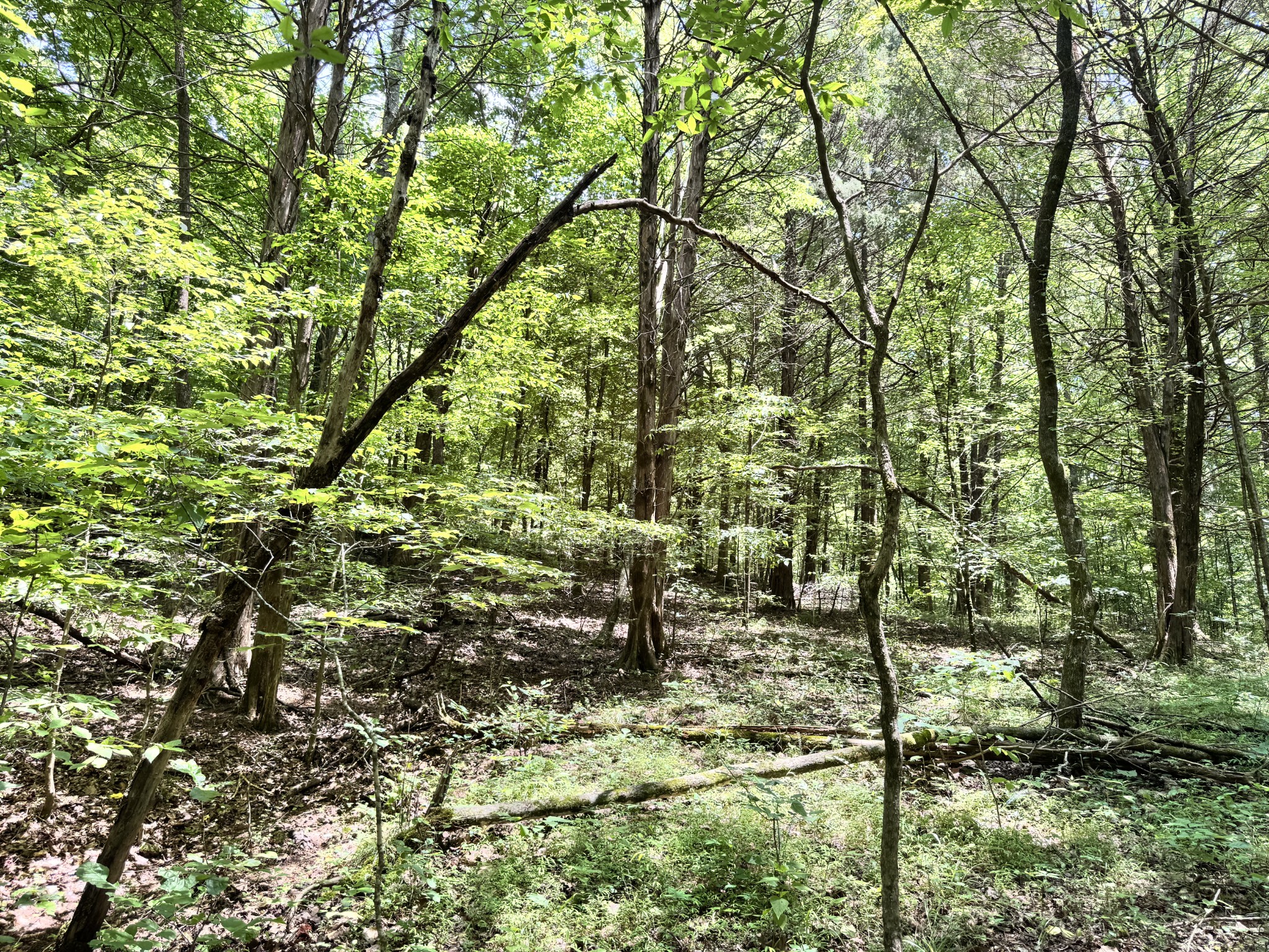 0 Brush Creek Rd Property Photo 5