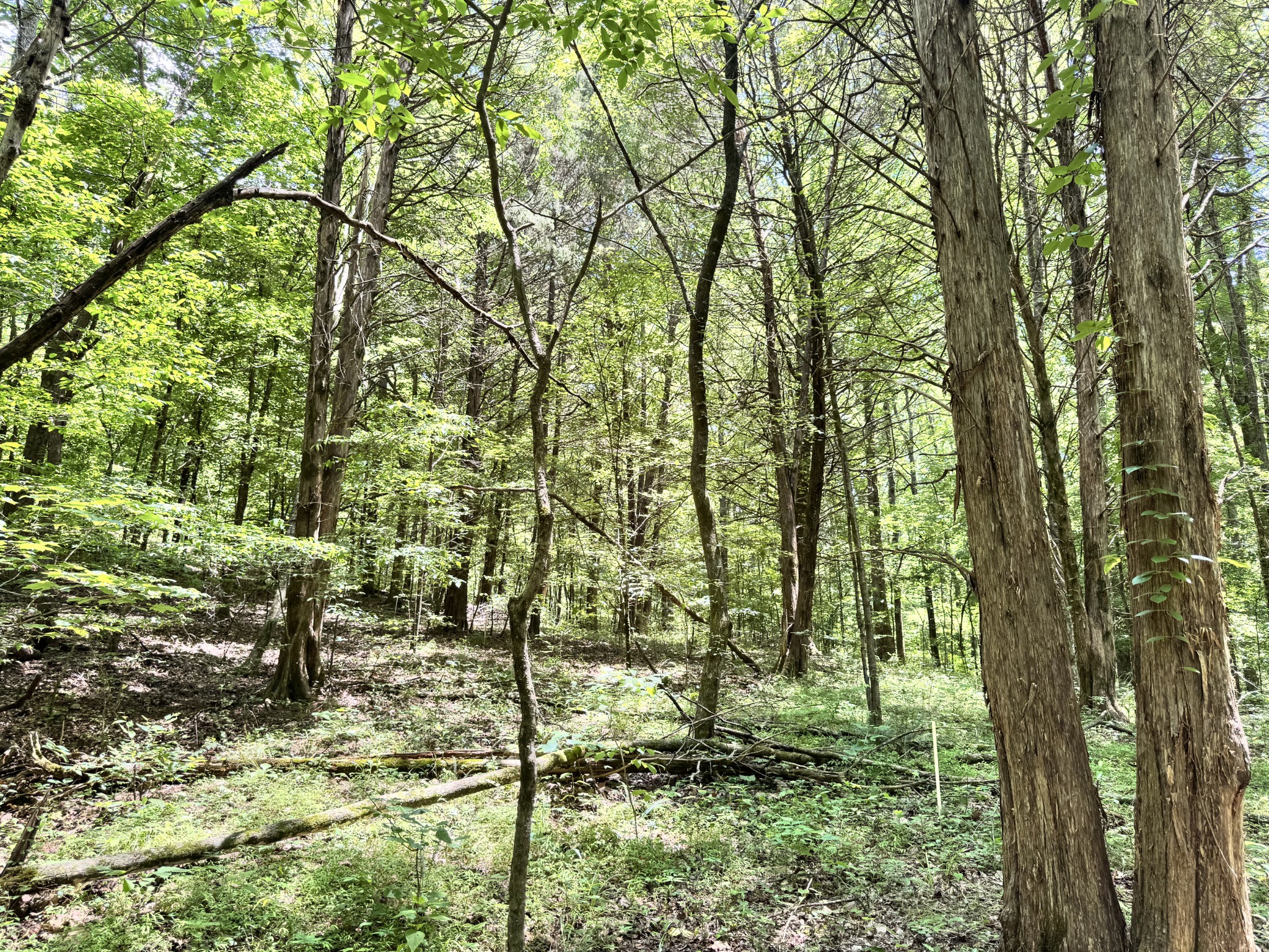 0 Brush Creek Rd Property Photo 6
