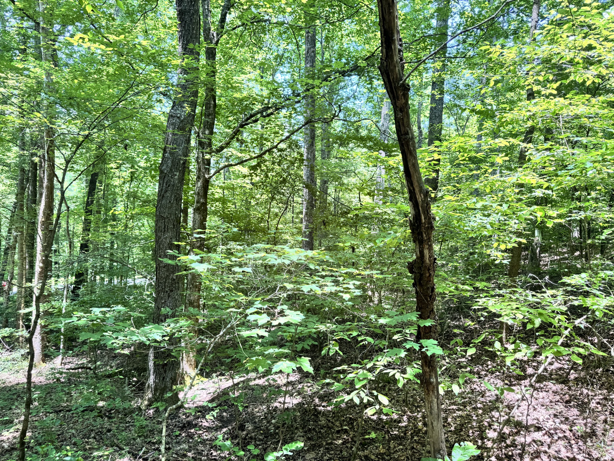 0 Brush Creek Rd Property Photo 7