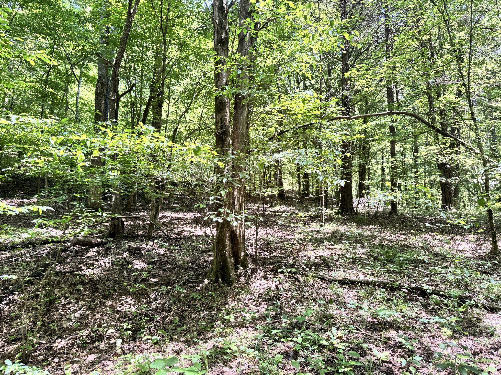 0 Brush Creek Rd Property Photo 8