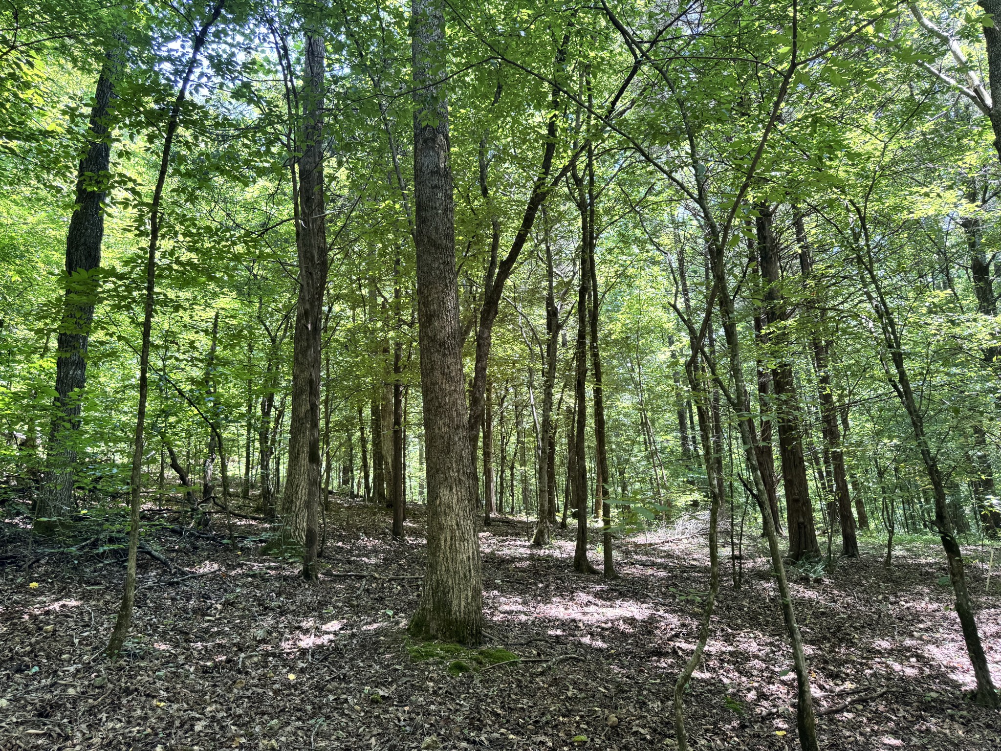 0 Brush Creek Rd Property Photo 9