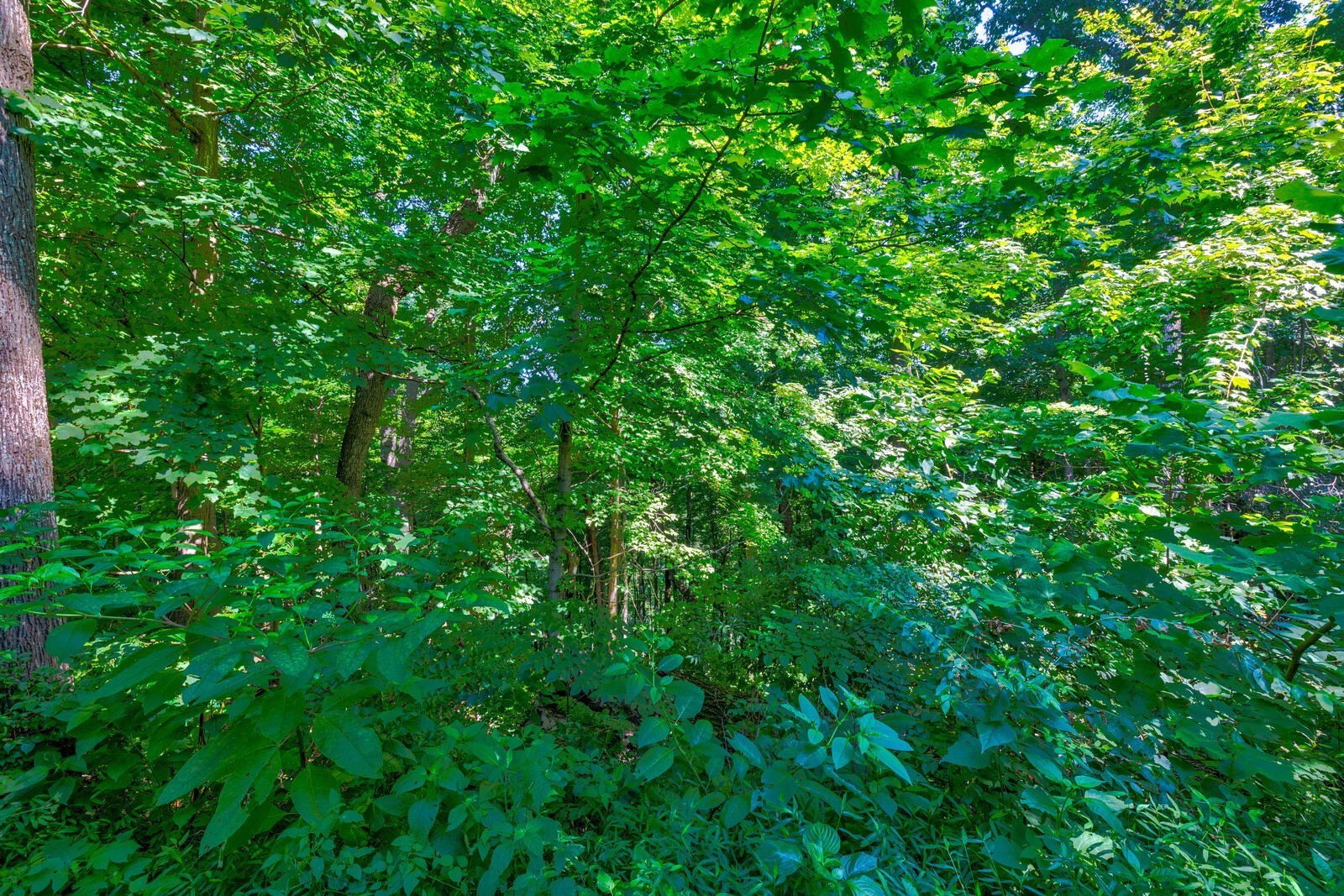 730 Valhalla Ln Property Photo 13