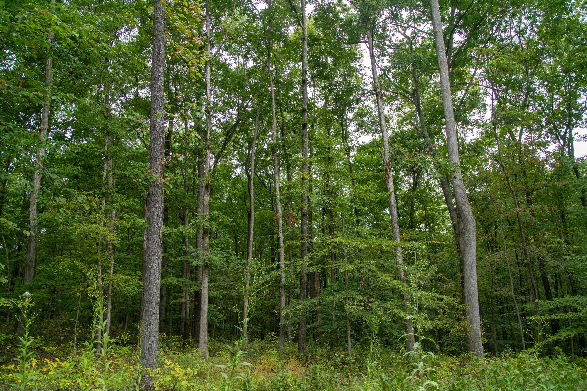 5690 Pinewood Rd Property Photo 22