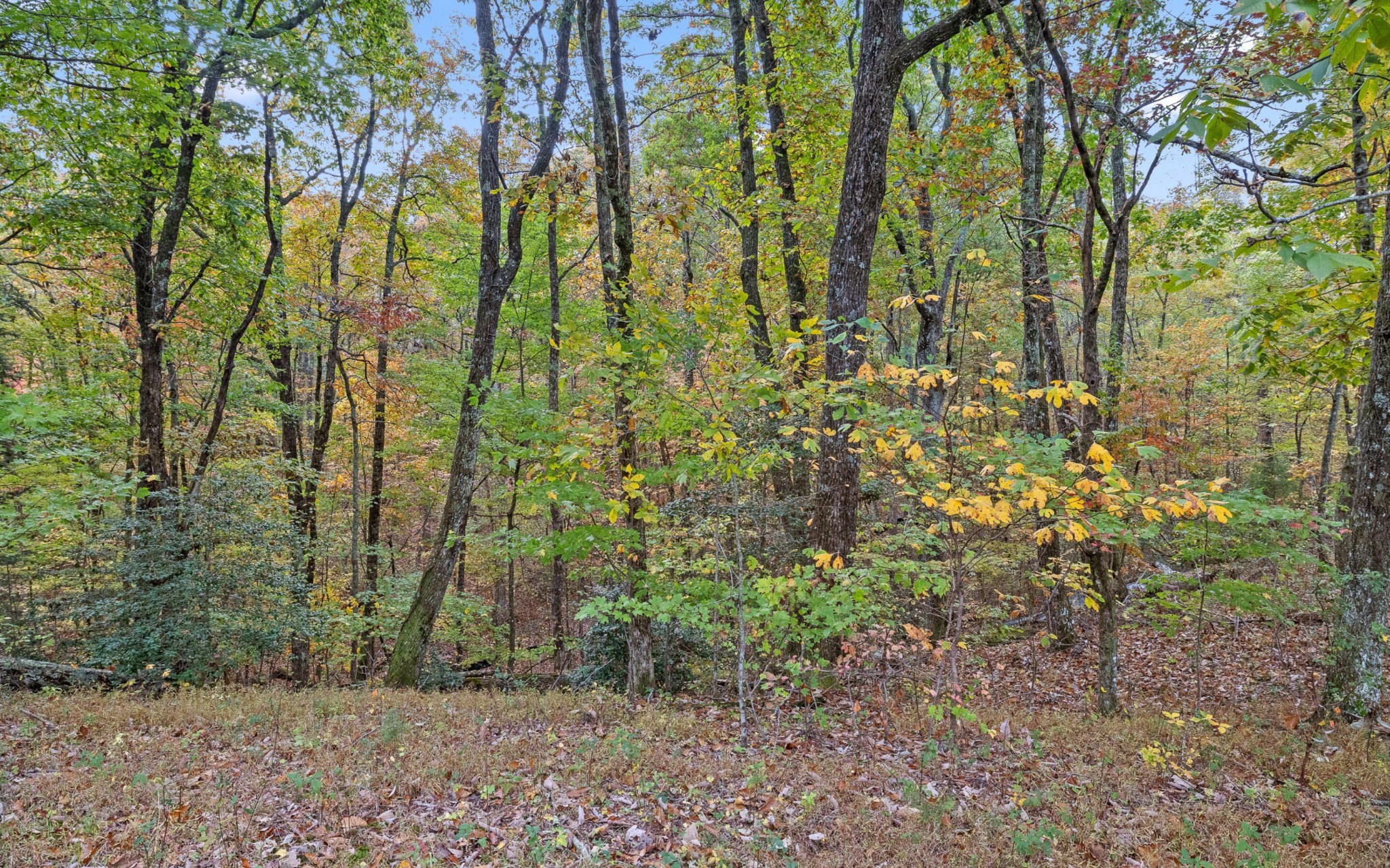 1820 Sawyer Farms Lane Property Photo 12