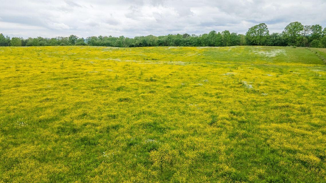 1711 Bradley Wyatt Road Property Photo 81