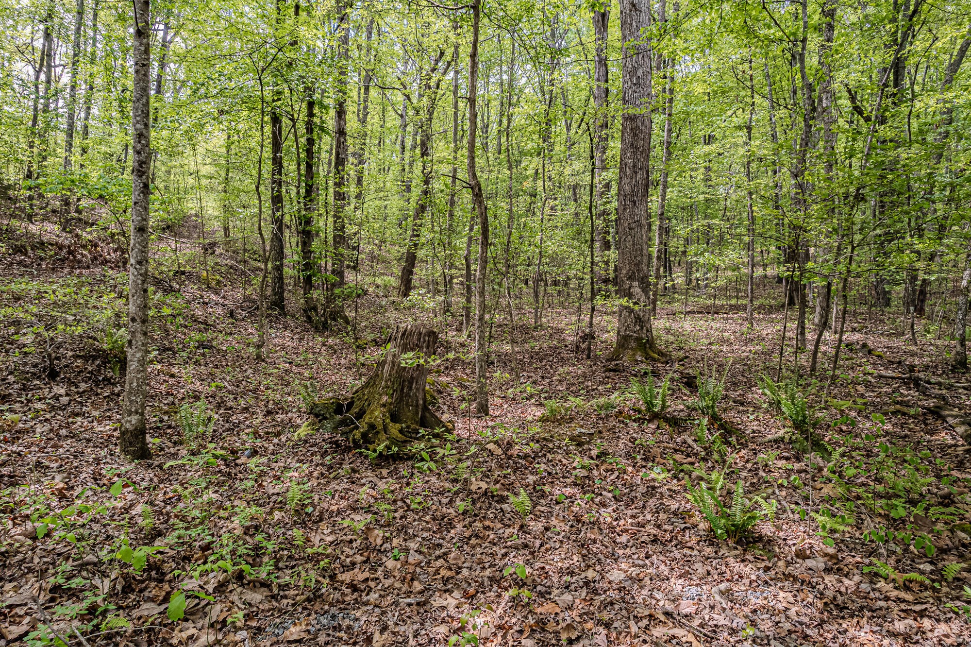 0 Euchee Road Property Photo 13