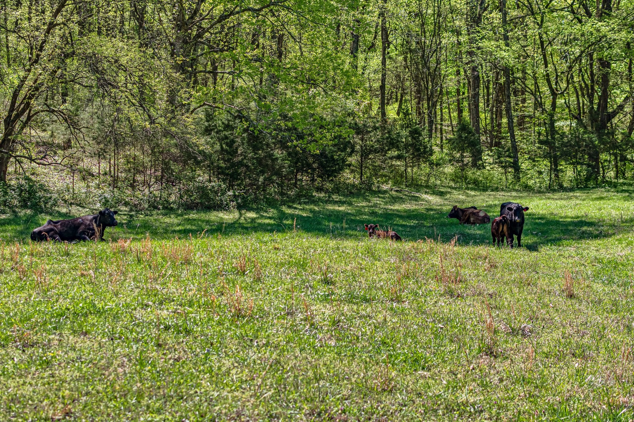 4540 Peytonsville Rd Property Photo 26