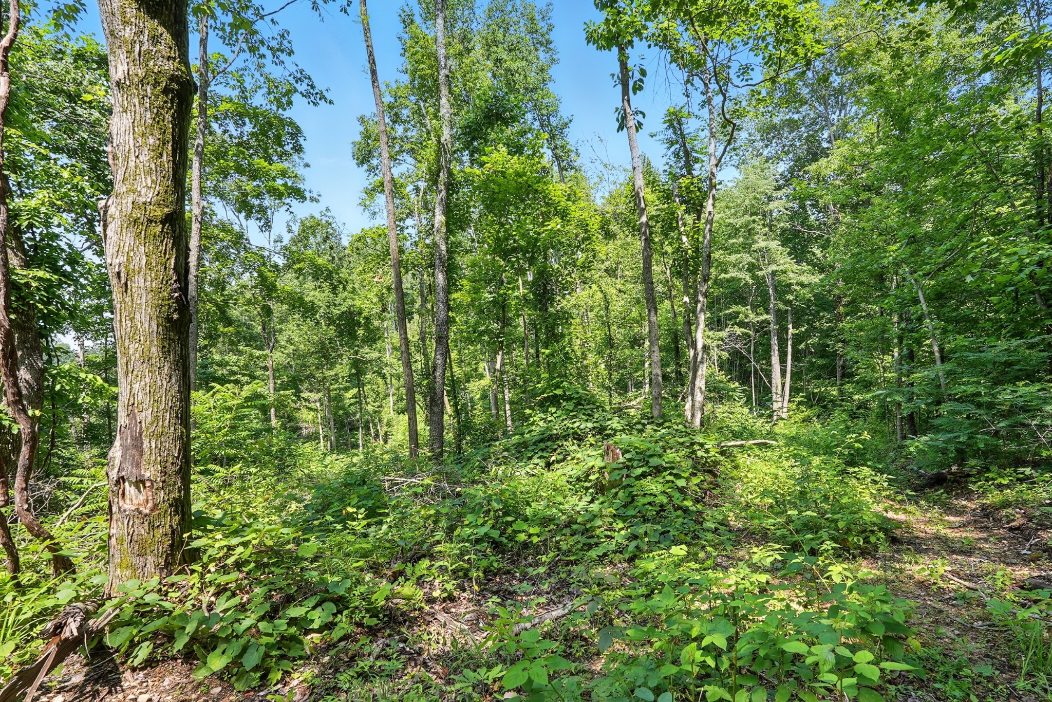 4006 Stones River Rd Property Photo 35