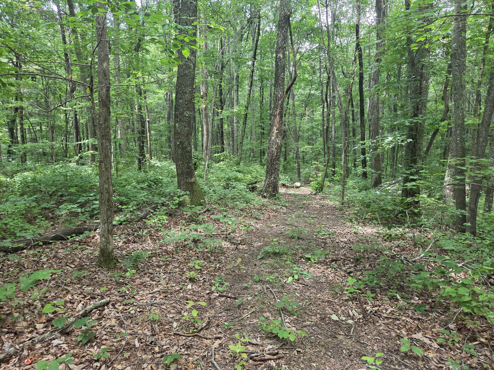 0 Blumont Drive Property Photo 1