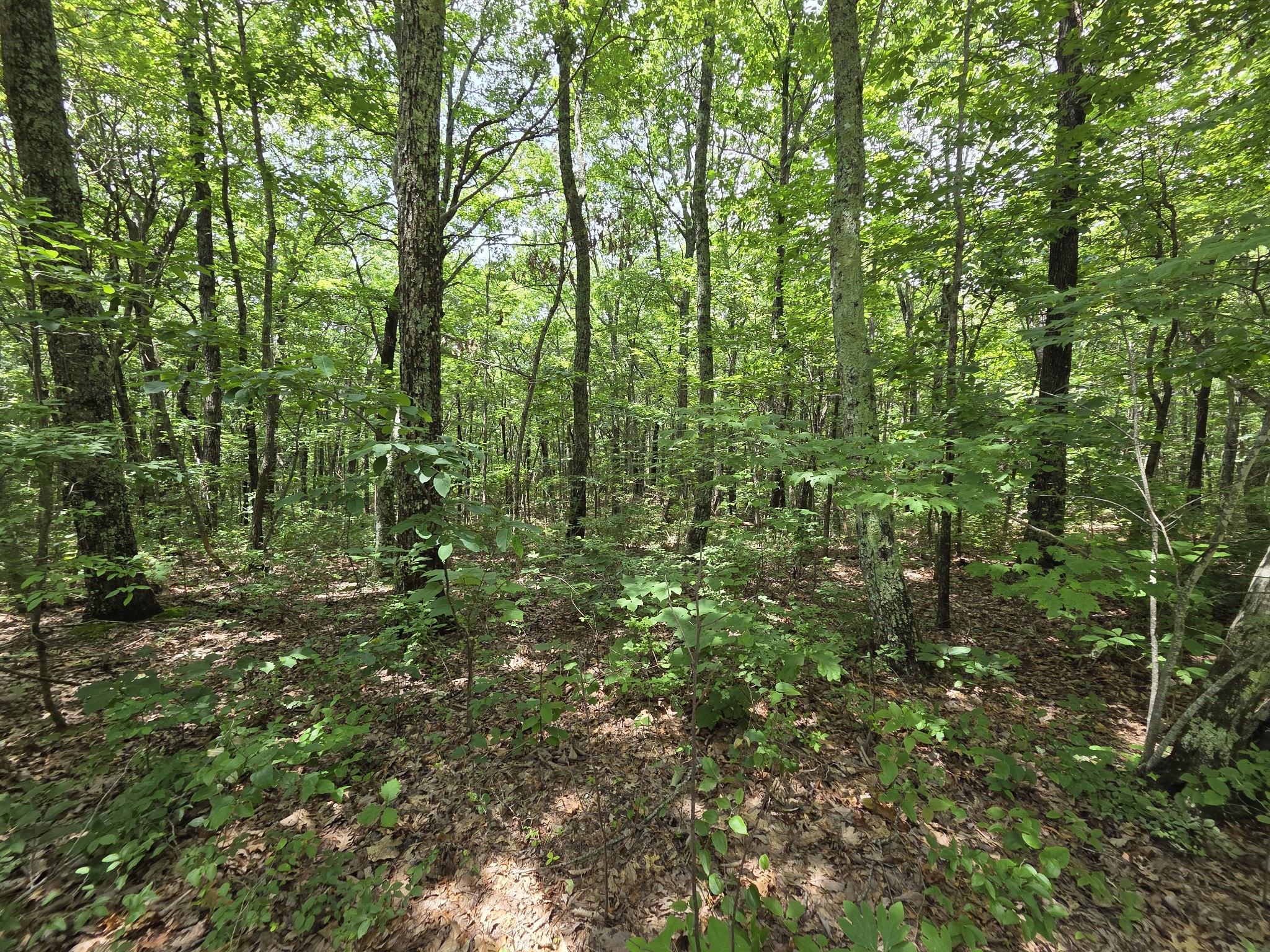 0 Blumont Drive Property Photo 2