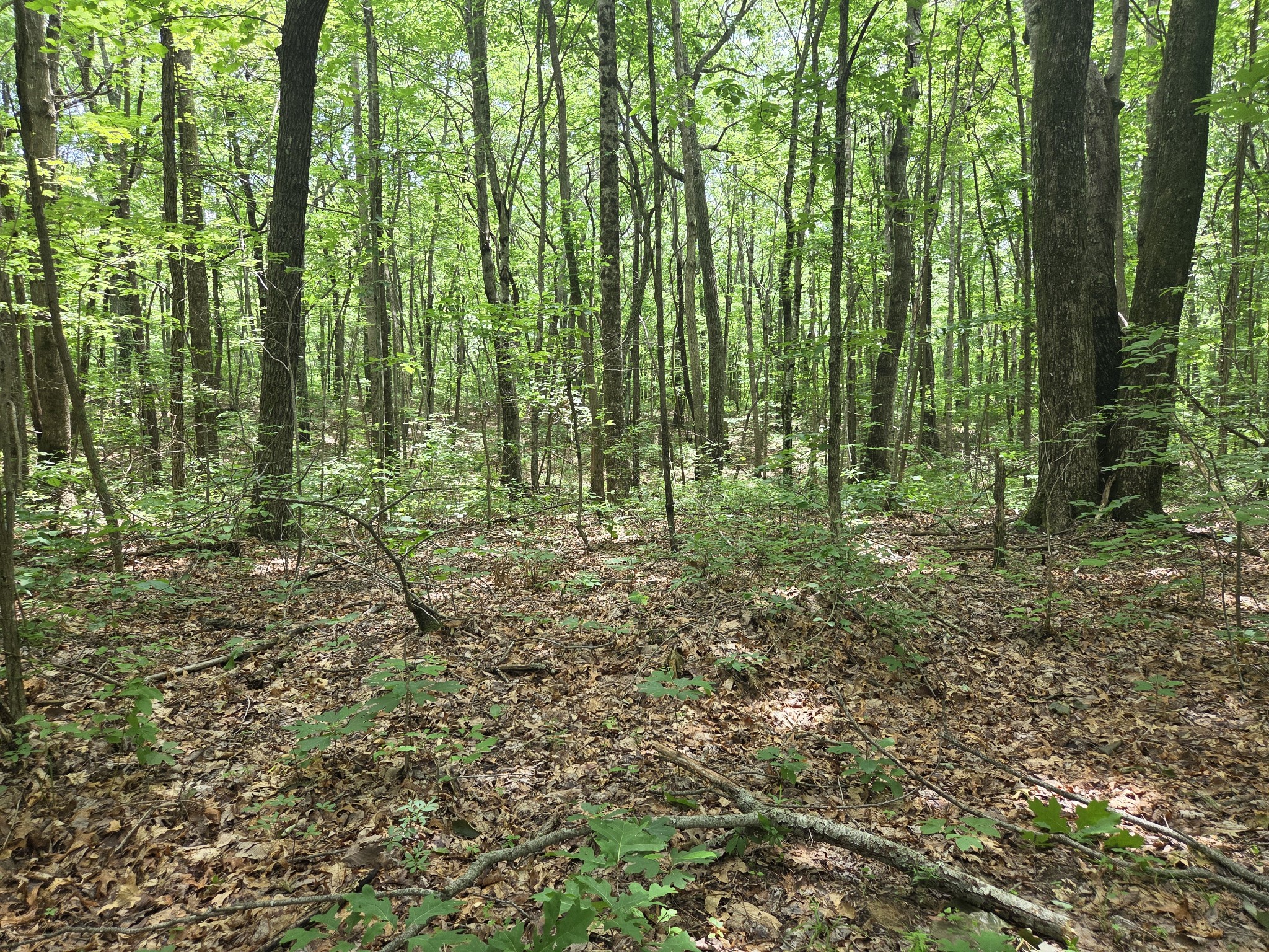 0 Blumont Drive Property Photo 3