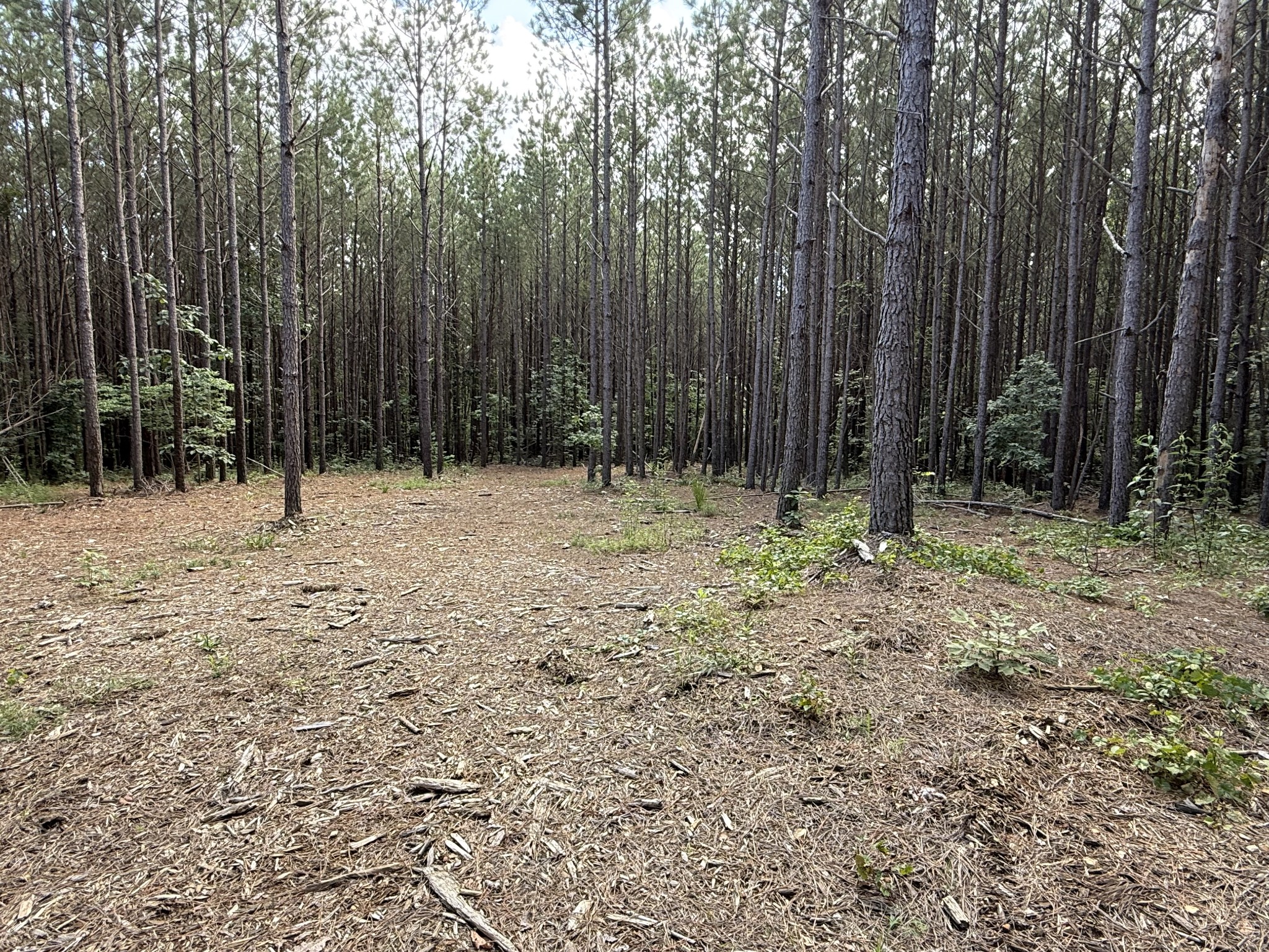 910 Seiber Ridge Rd Property Photo 10