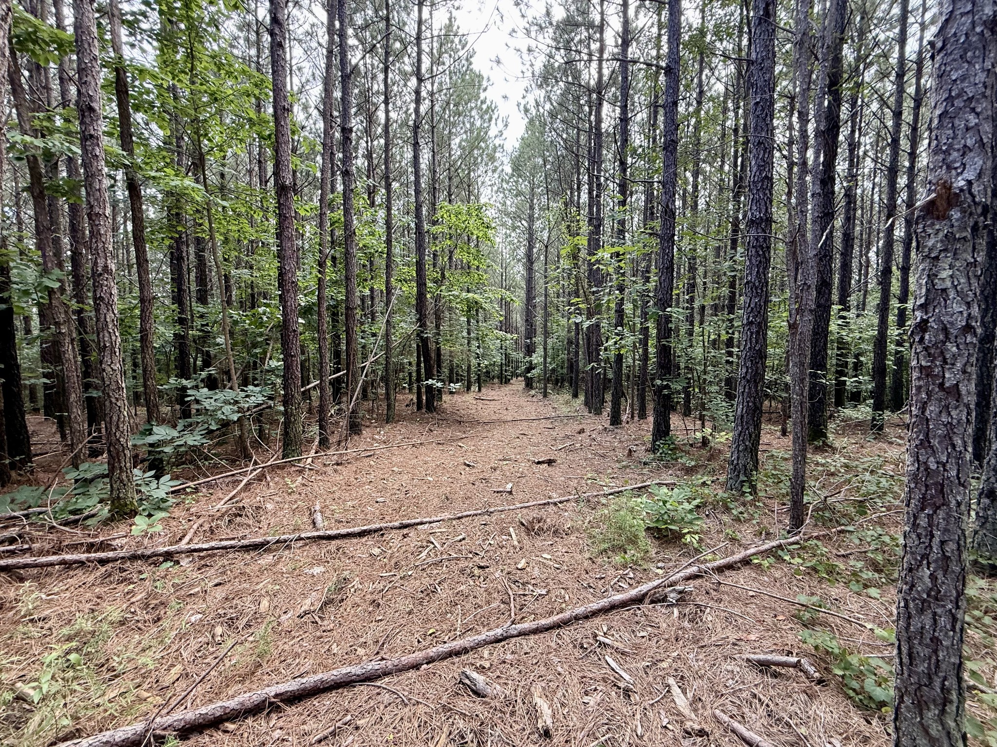 910 Seiber Ridge Rd Property Photo 16