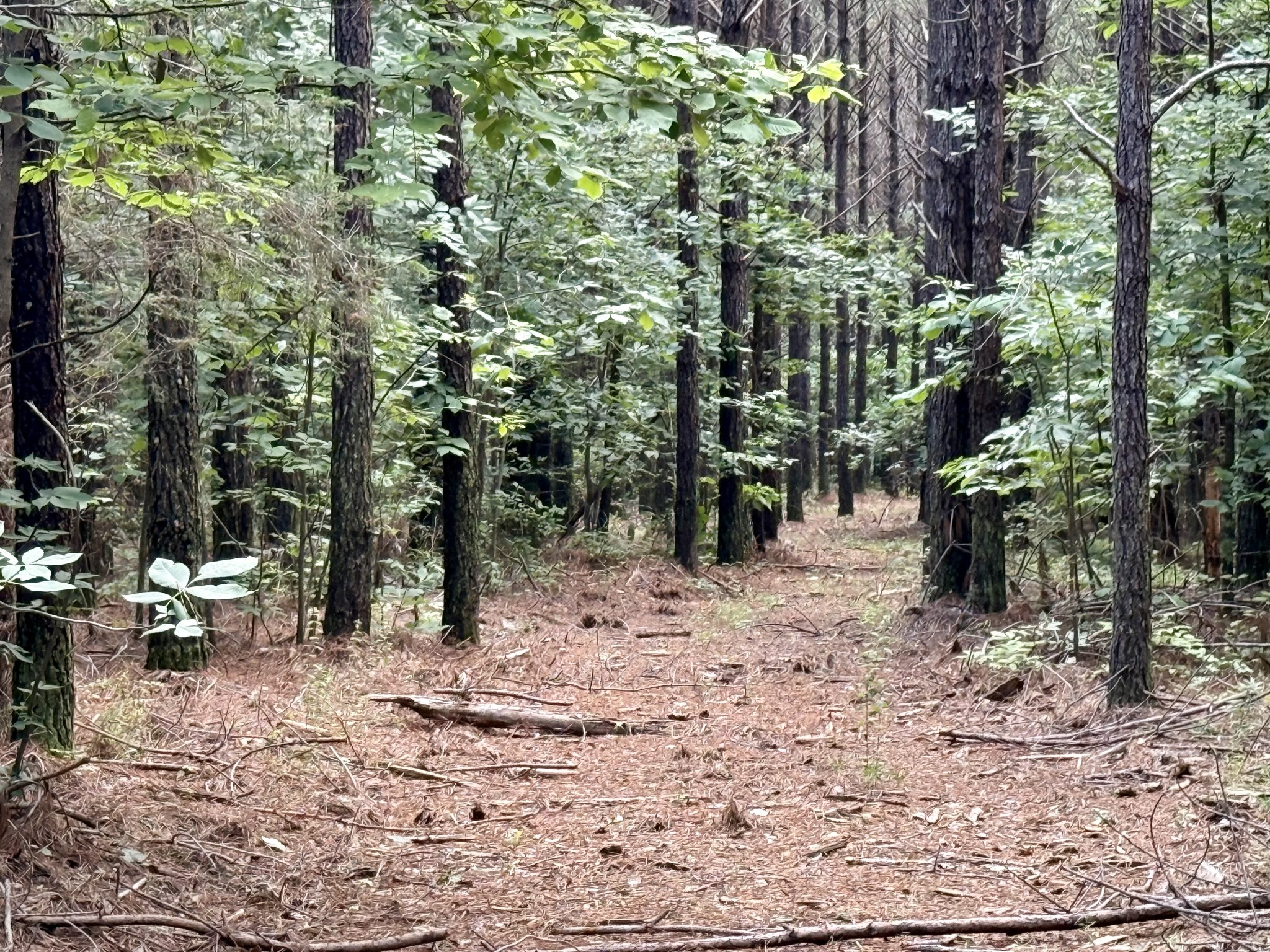 910 Seiber Ridge Rd Property Photo 17