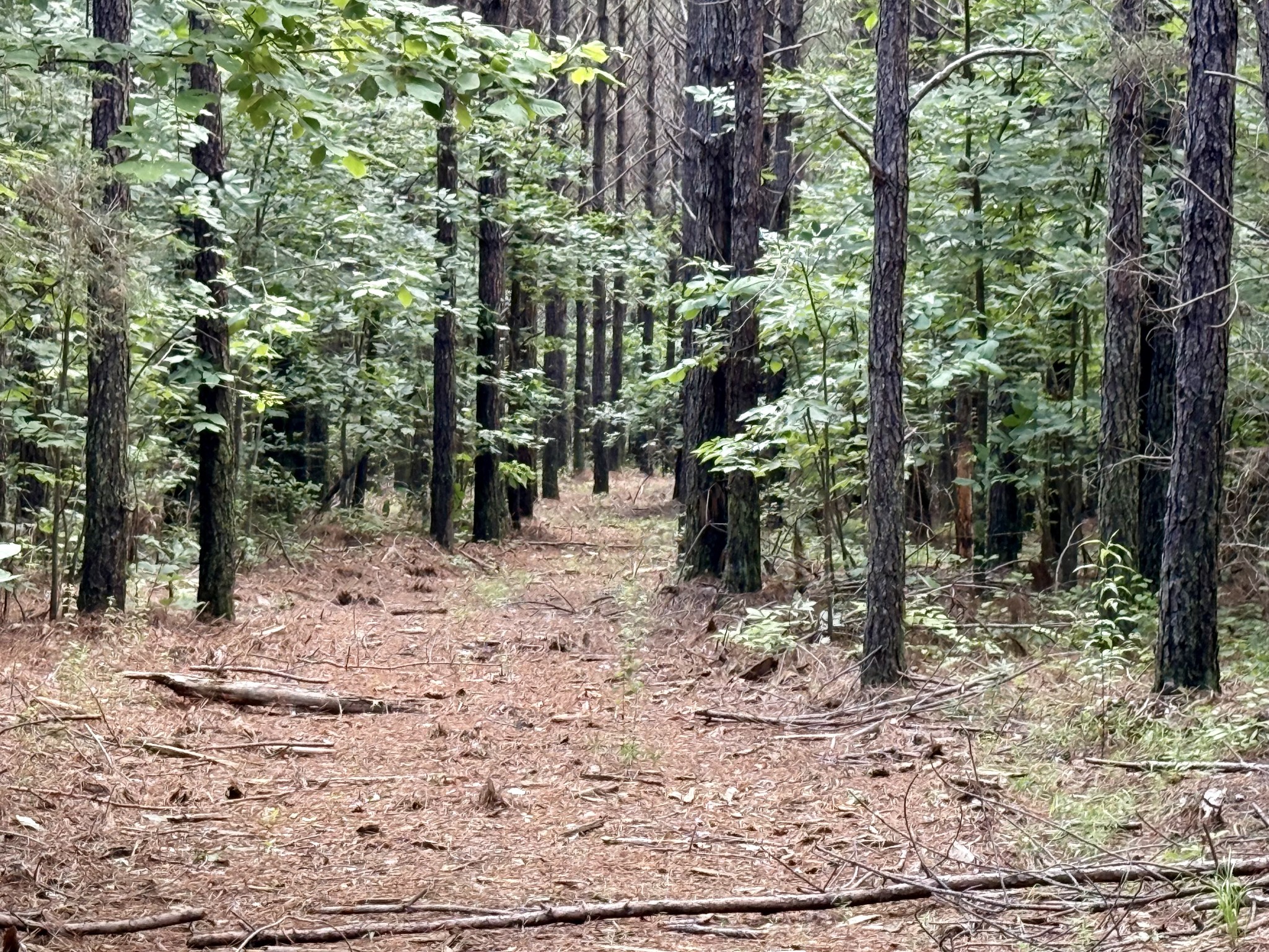 910 Seiber Ridge Rd Property Photo 18