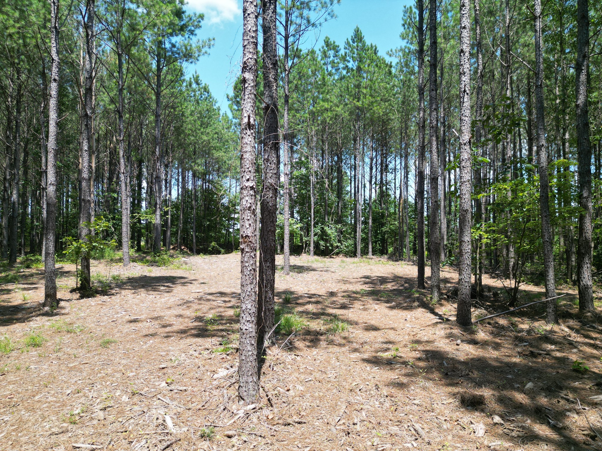 910 Seiber Ridge Rd Property Photo 31