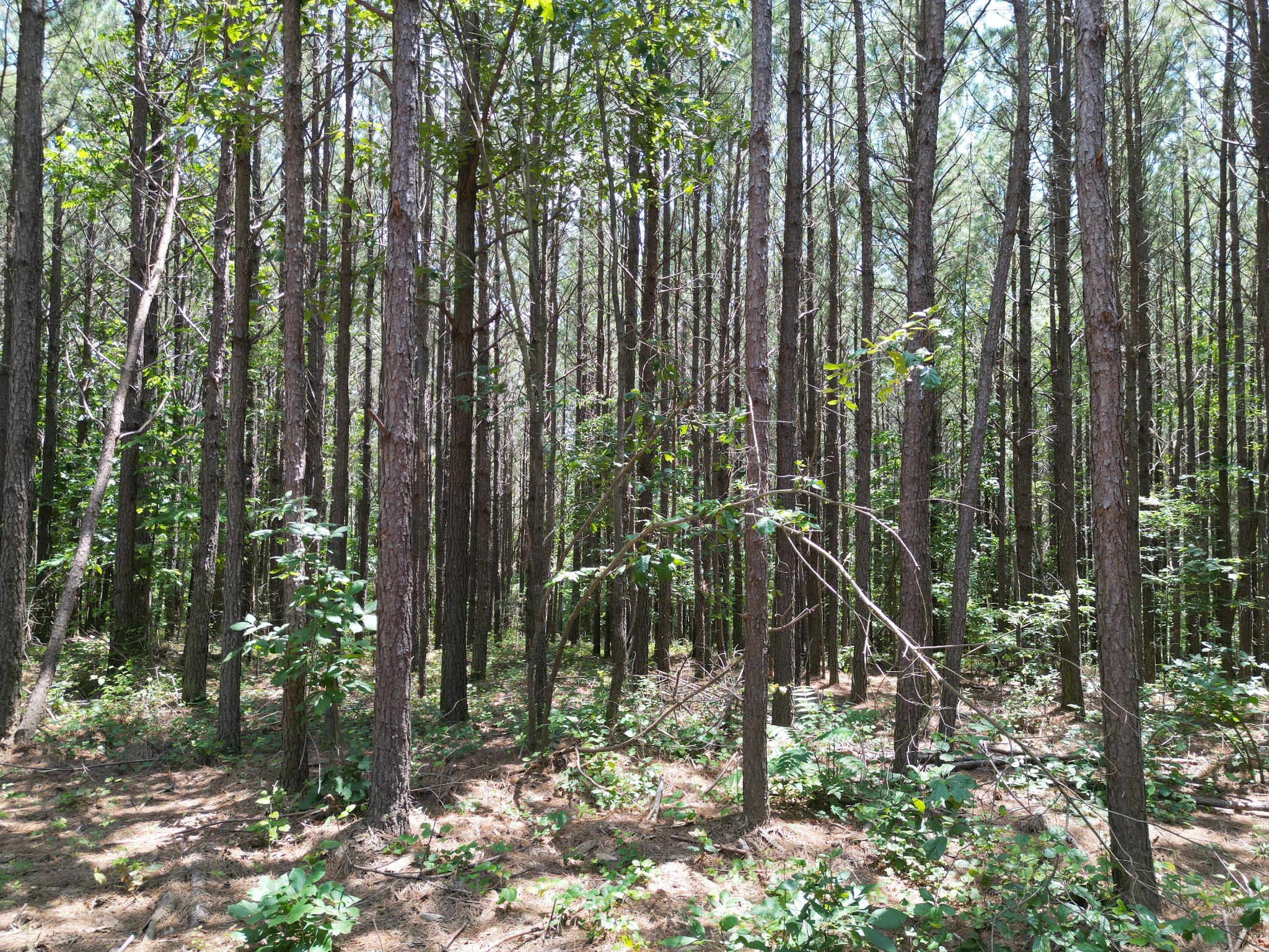 910 Seiber Ridge Rd Property Photo 32