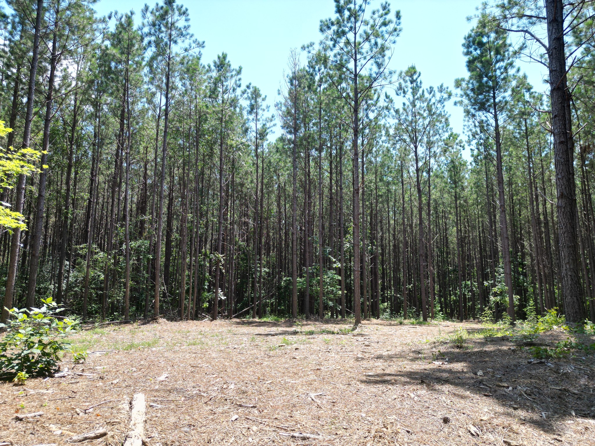 910 Seiber Ridge Rd Property Photo 37