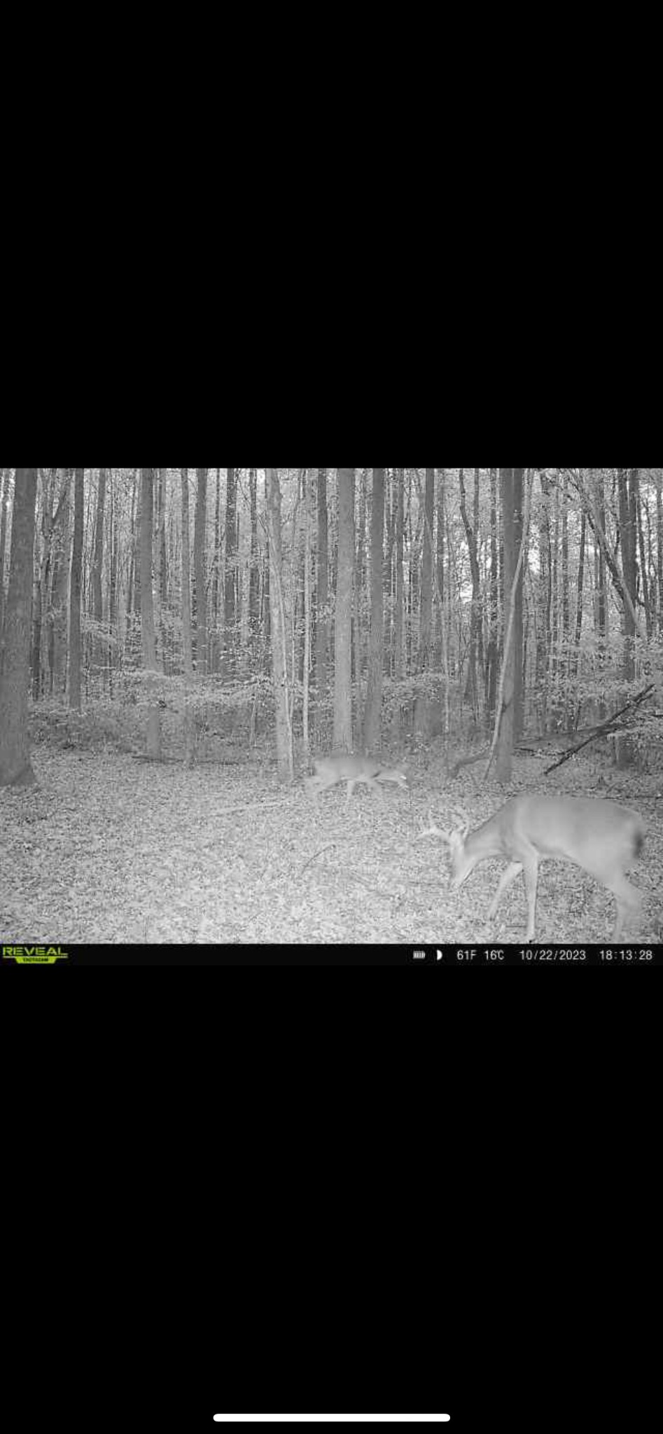 428 Eagle Rd Property Photo 32