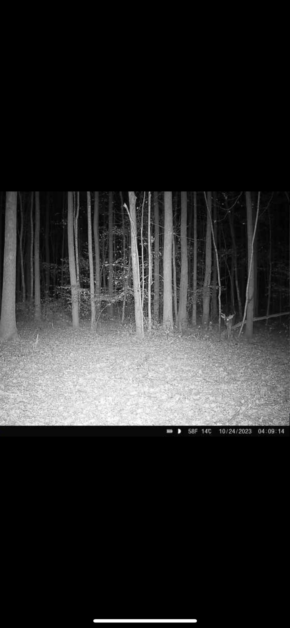 428 Eagle Rd Property Photo 35