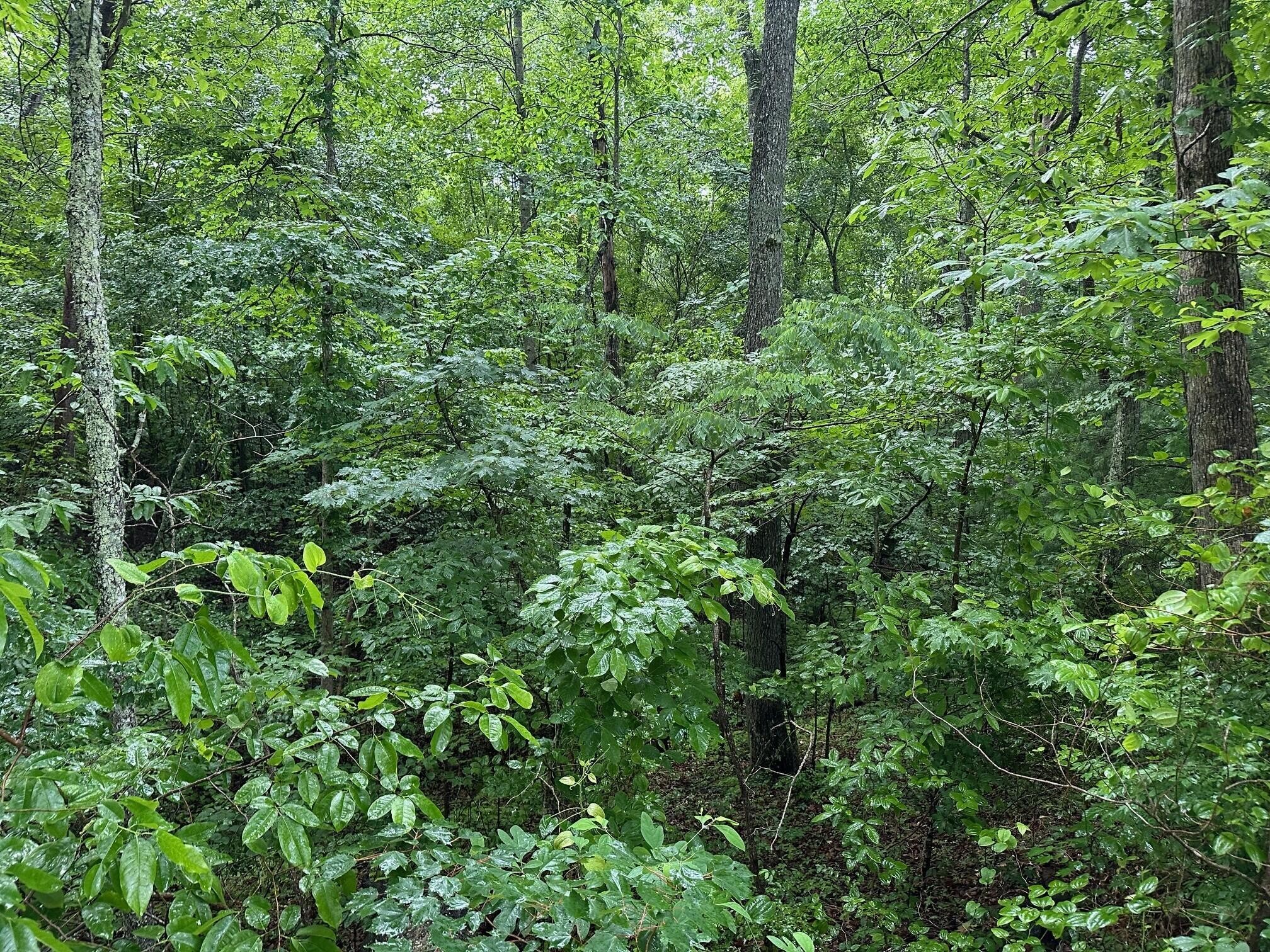 7 Saw Mill Road Property Photo 5
