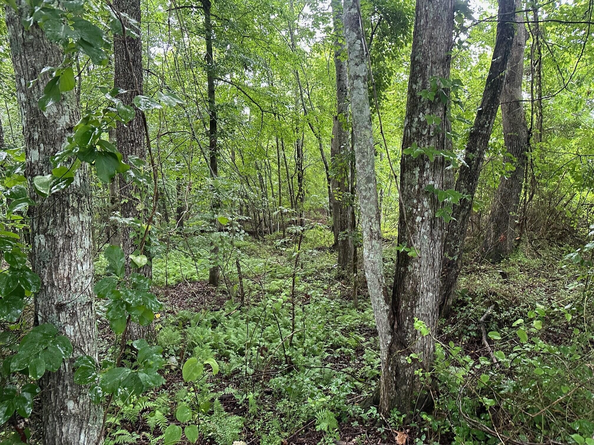 7 Saw Mill Road Property Photo 7