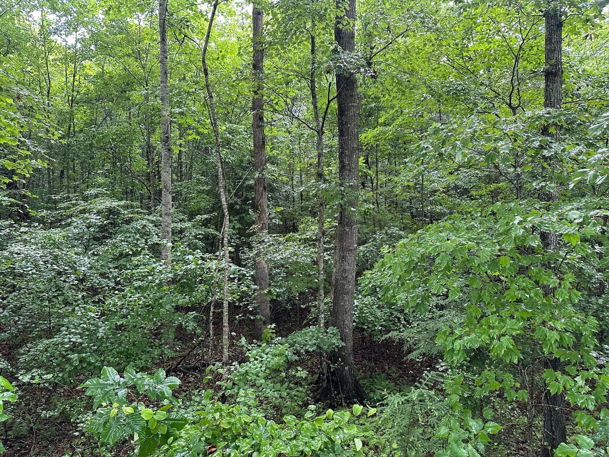 7 Saw Mill Road Property Photo 10