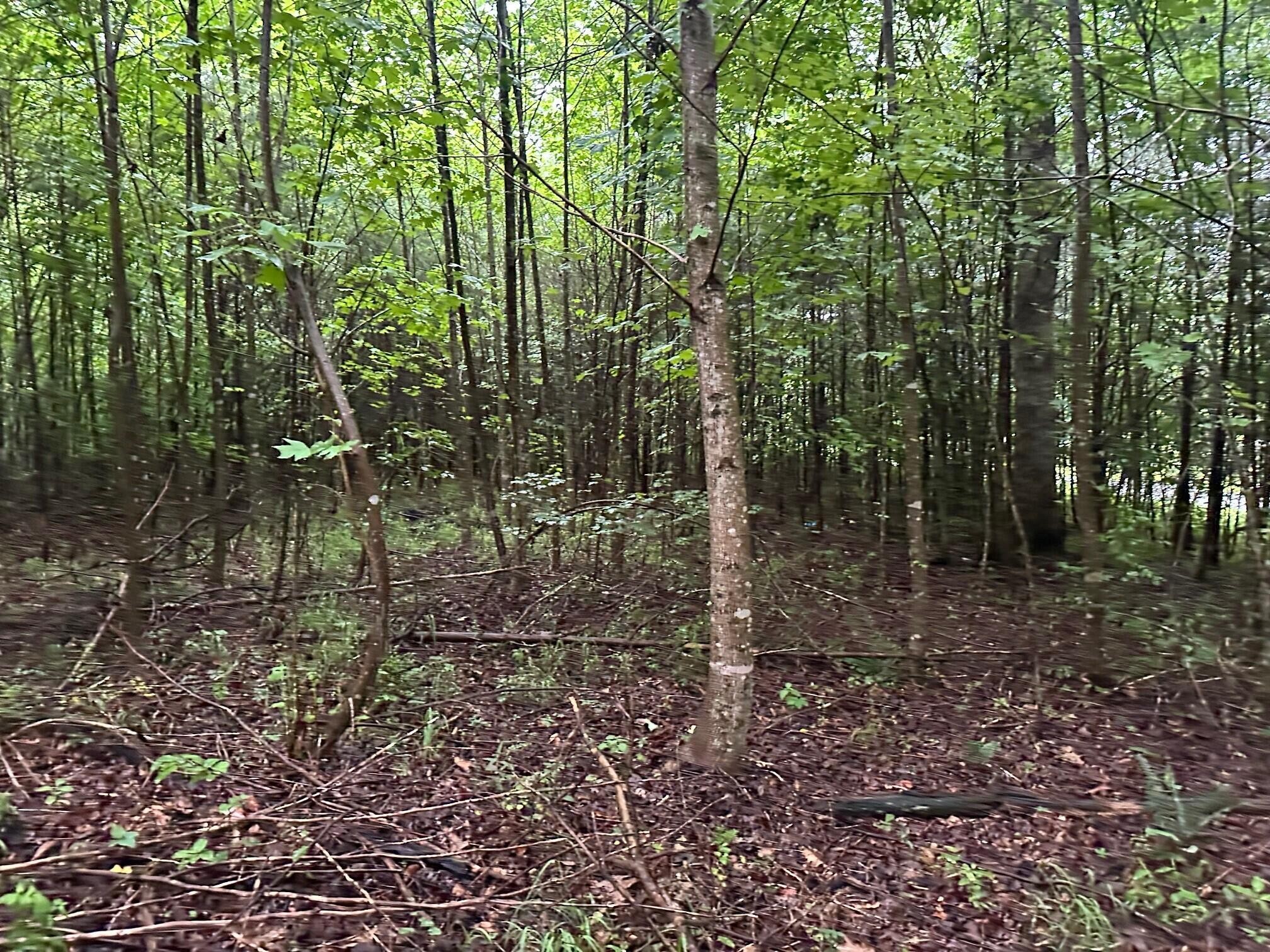8 Saw Mill Road Property Photo 3