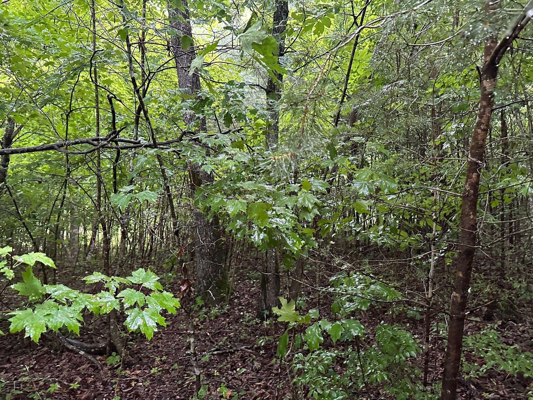 8 Saw Mill Road Property Photo 6