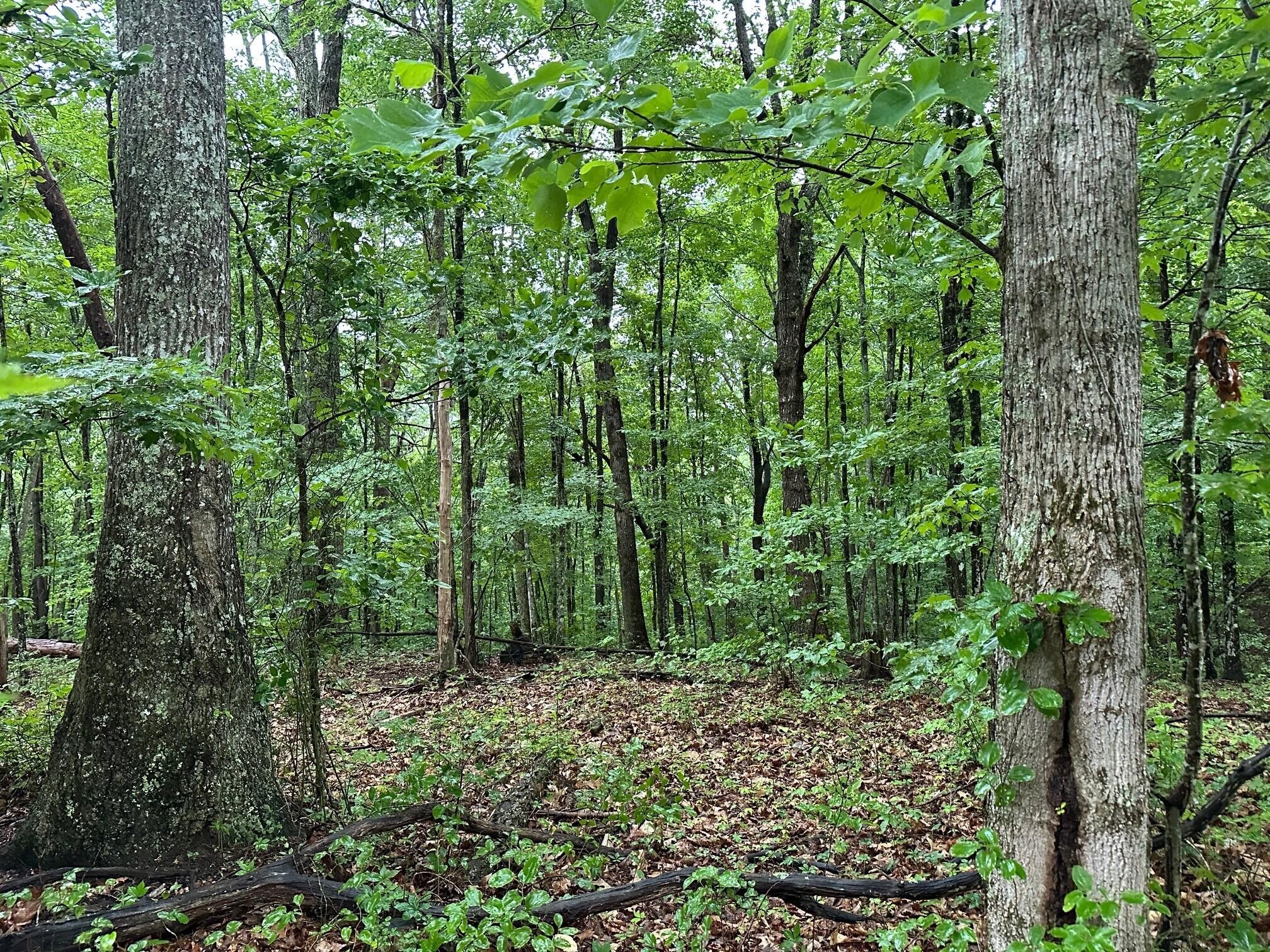 11 Mountain Top Drive Property Photo 1