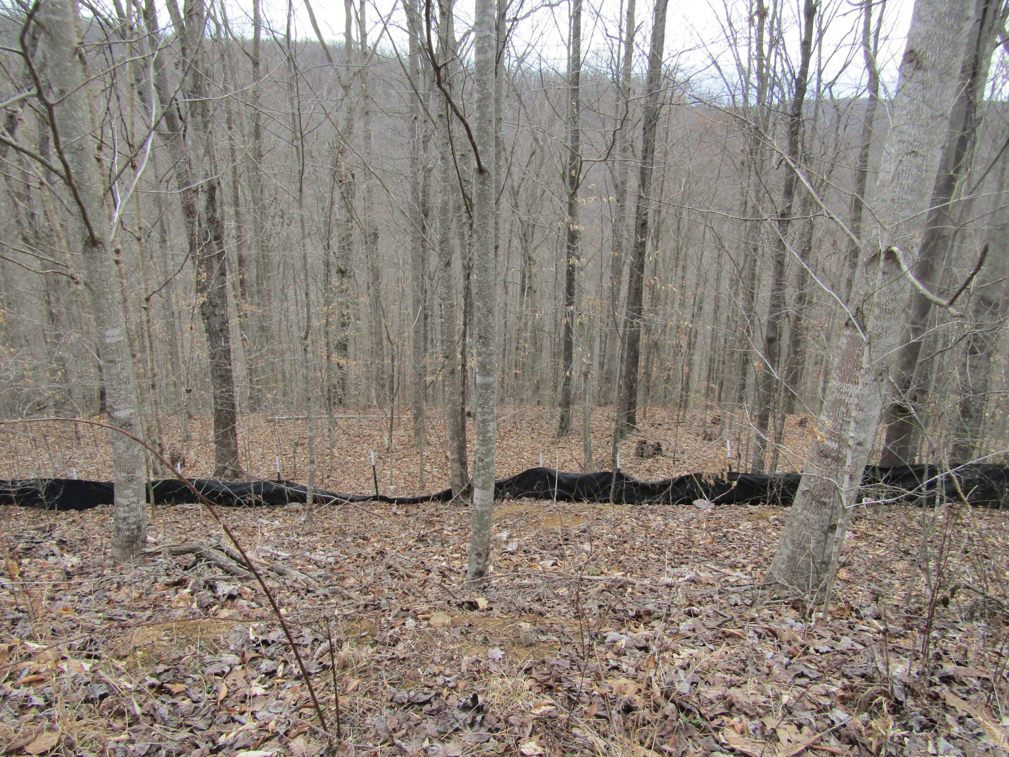 0 Bobcat Lane Property Photo 2