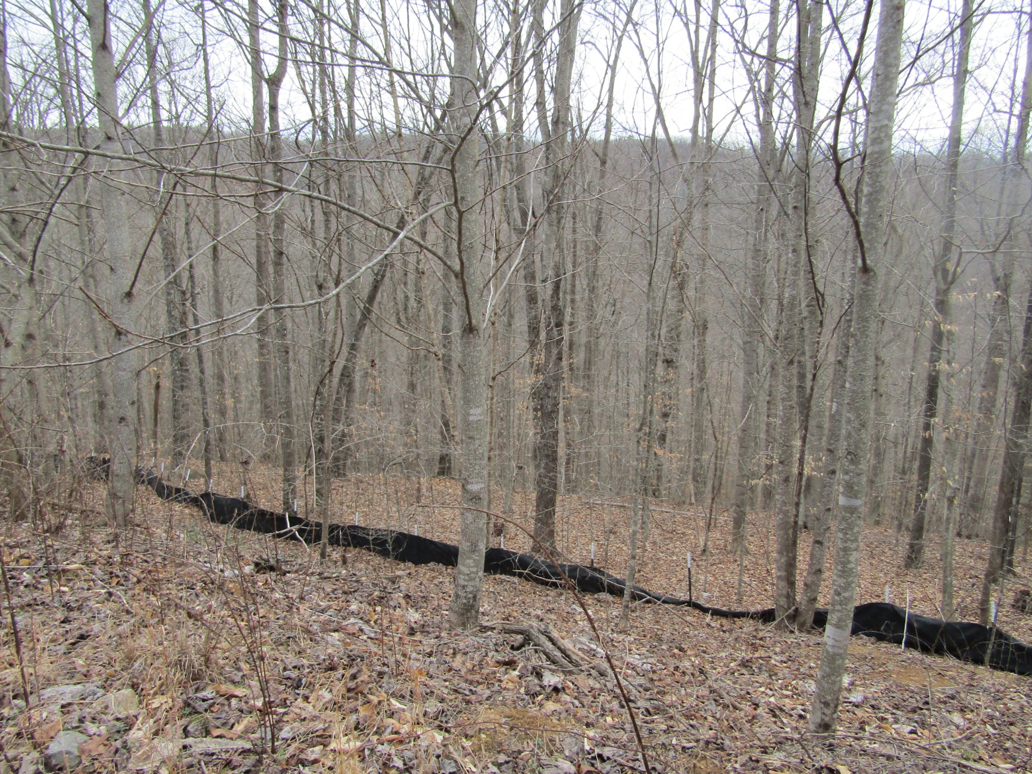0 Bobcat Lane Property Photo 3