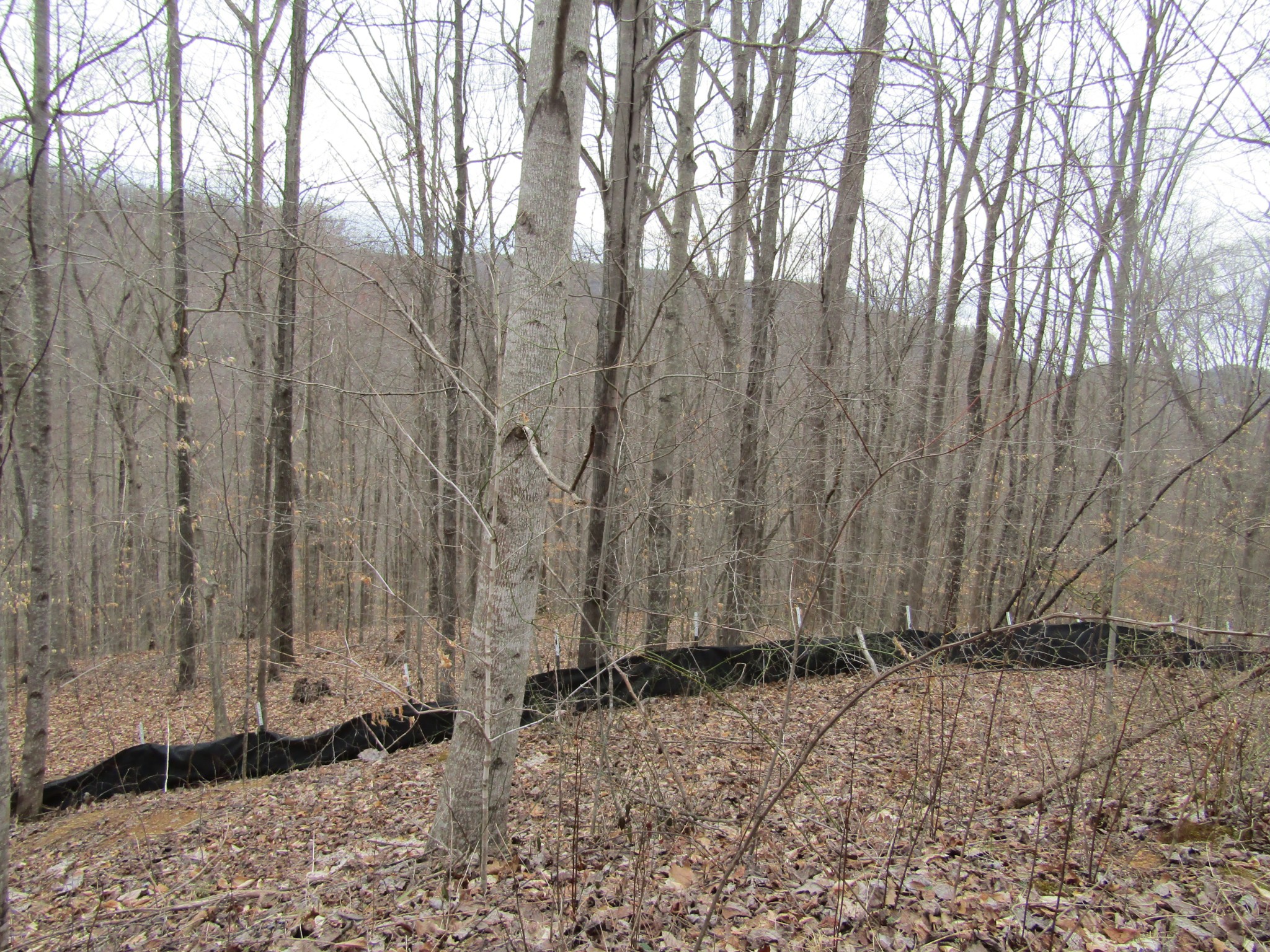 0 Bobcat Lane Property Photo 4