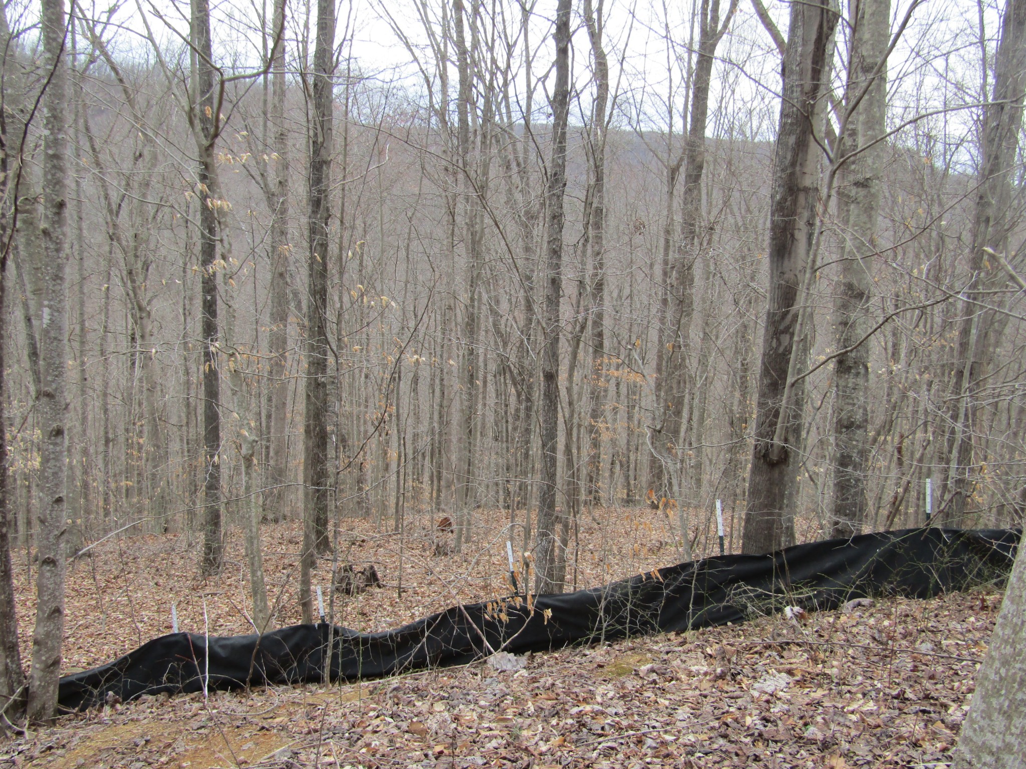 0 Bobcat Lane Property Photo 6