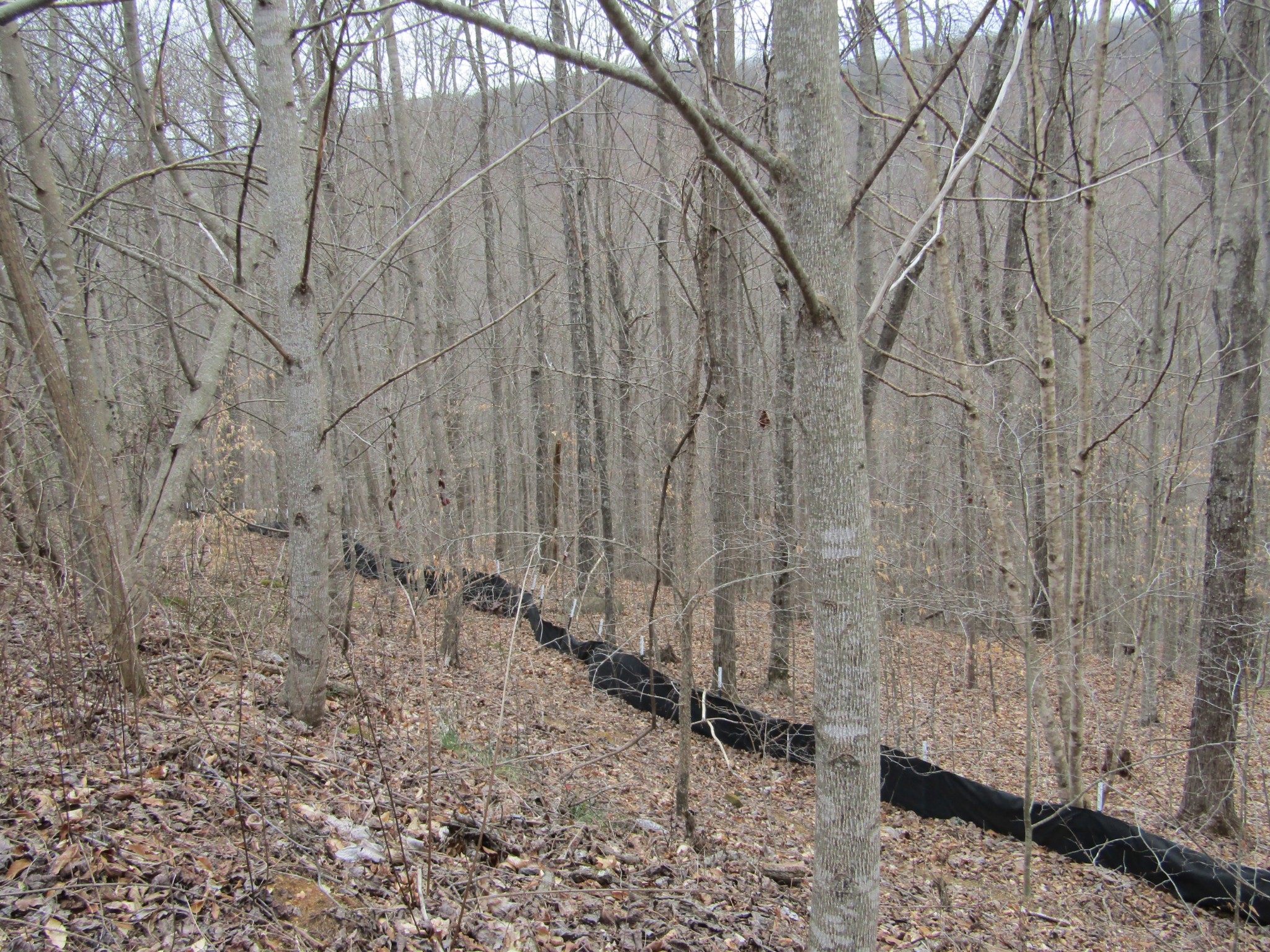 0 Bobcat Lane Property Photo 8