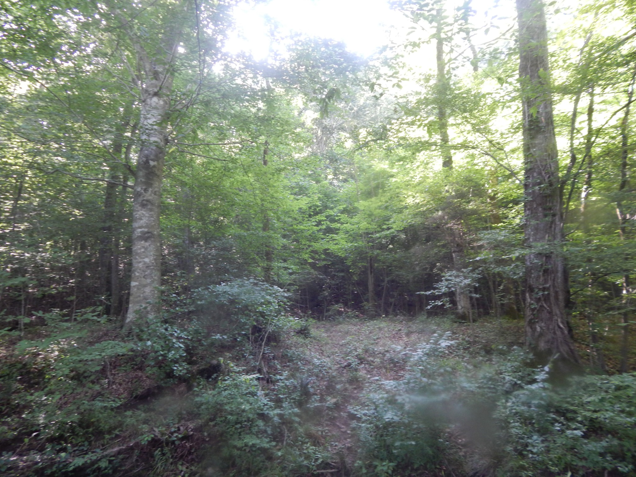 3795 Wayland Springs Rd Property Photo 4