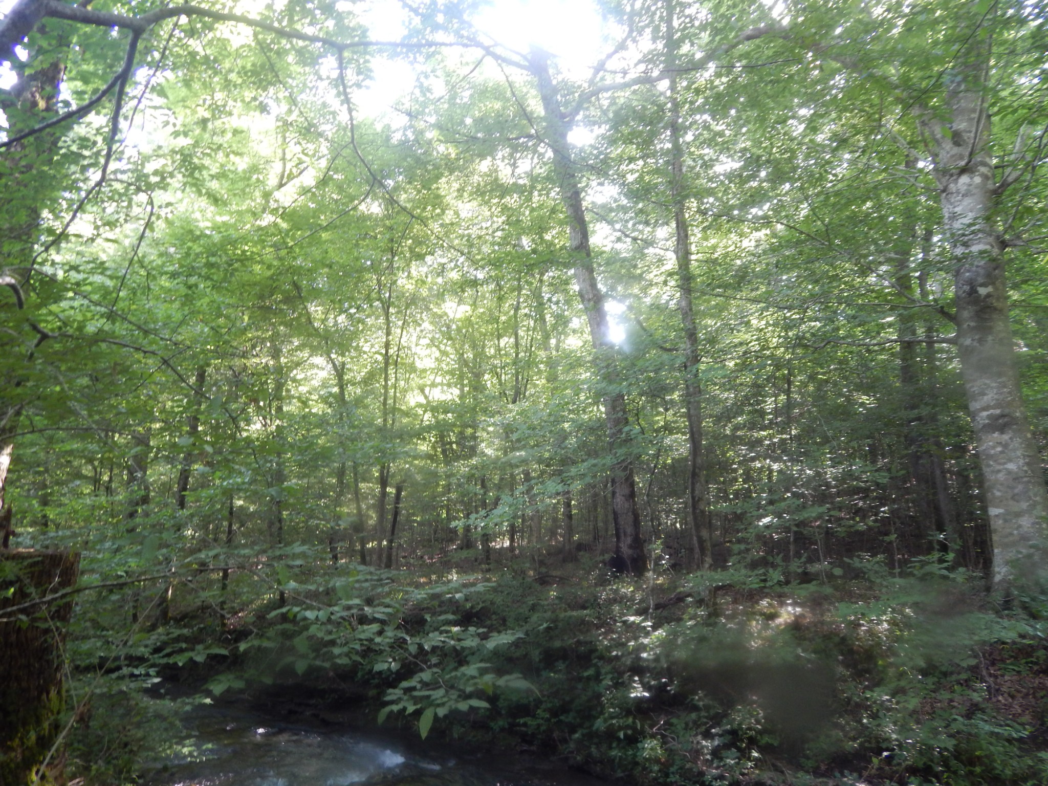3795 Wayland Springs Rd Property Photo 5