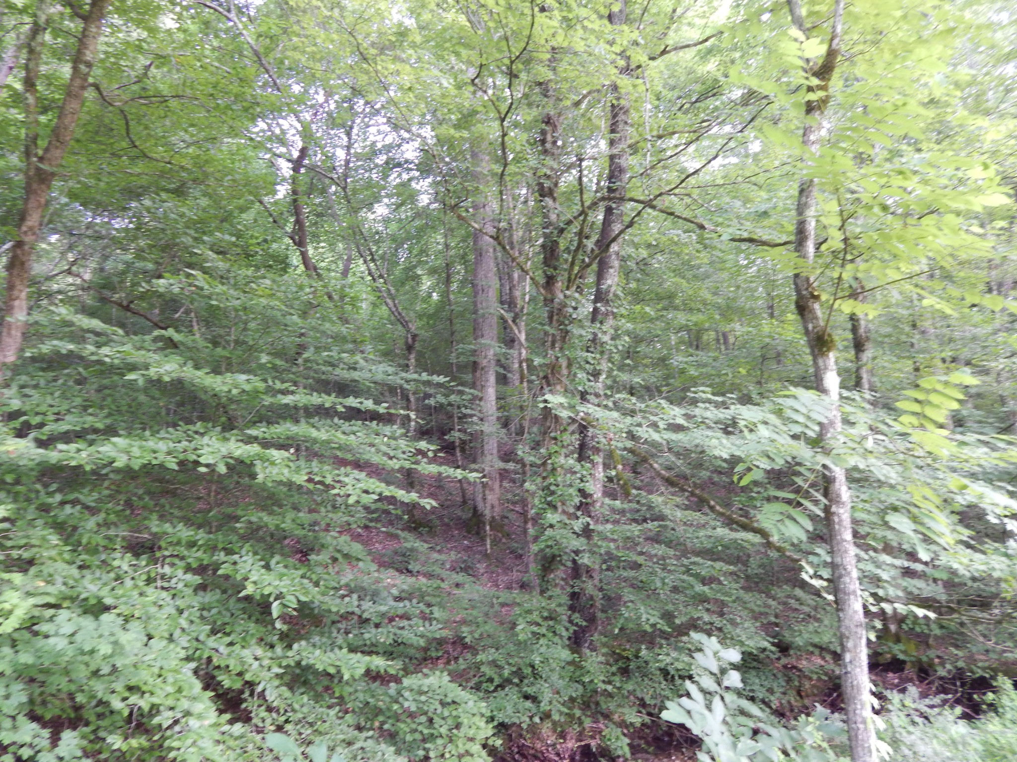 3795 Wayland Springs Rd Property Photo 57
